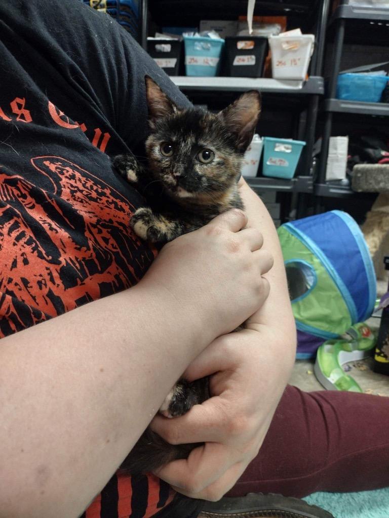Enlarge Skylar, a Adoptable Tortoiseshell in Johnson City, TN image 3/6