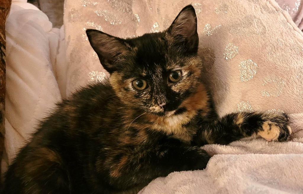 Enlarge Skylar, a Adoptable Tortoiseshell in Johnson City, TN image 5/6