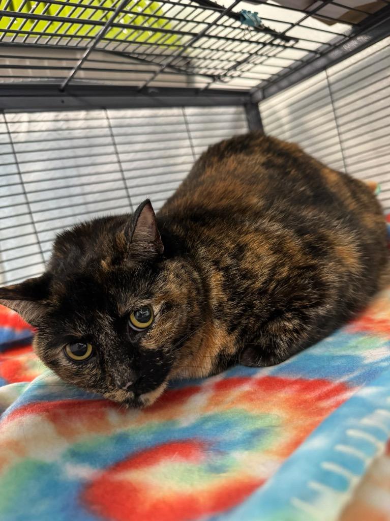 Enlarge Skylar, a Adoptable Tortoiseshell in Johnson City, TN image 6/6