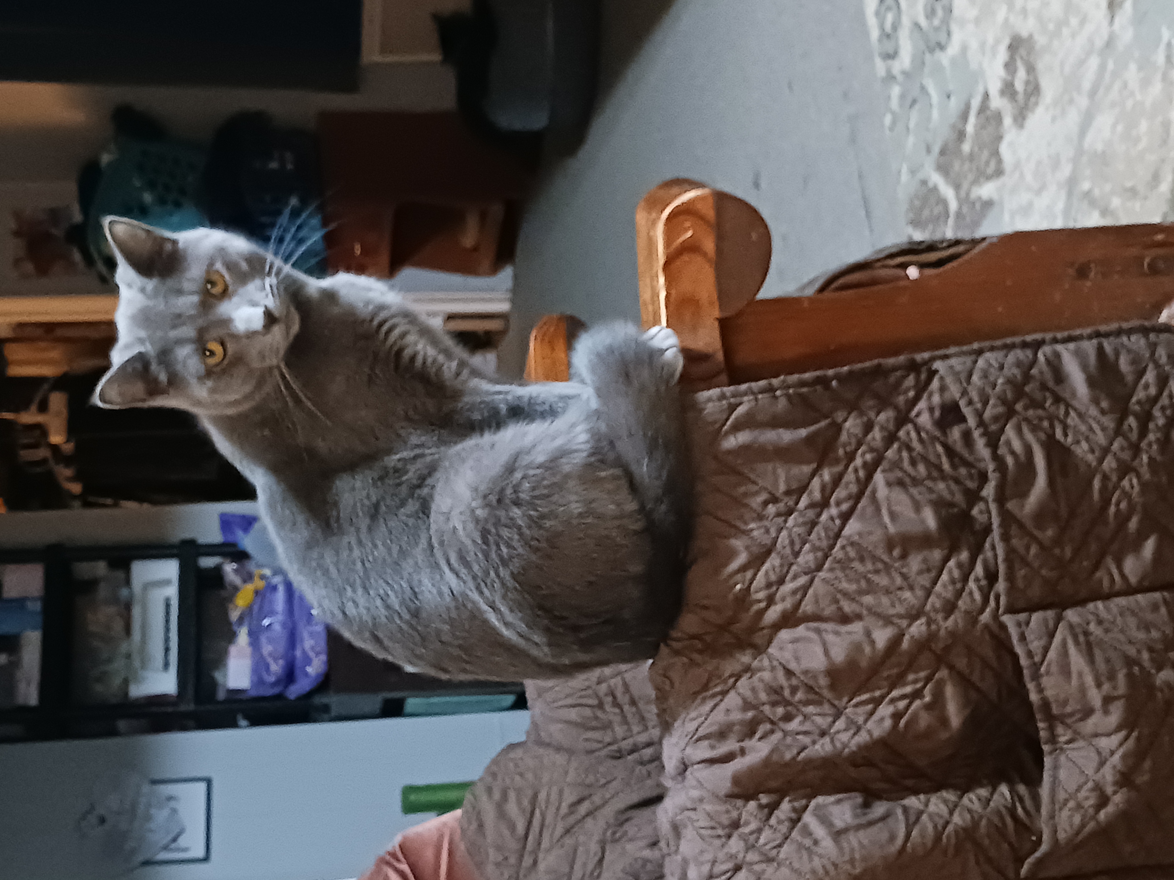 Grover, a Adoptable Domestic Short Hair in Nanticoke, PA image 2/3