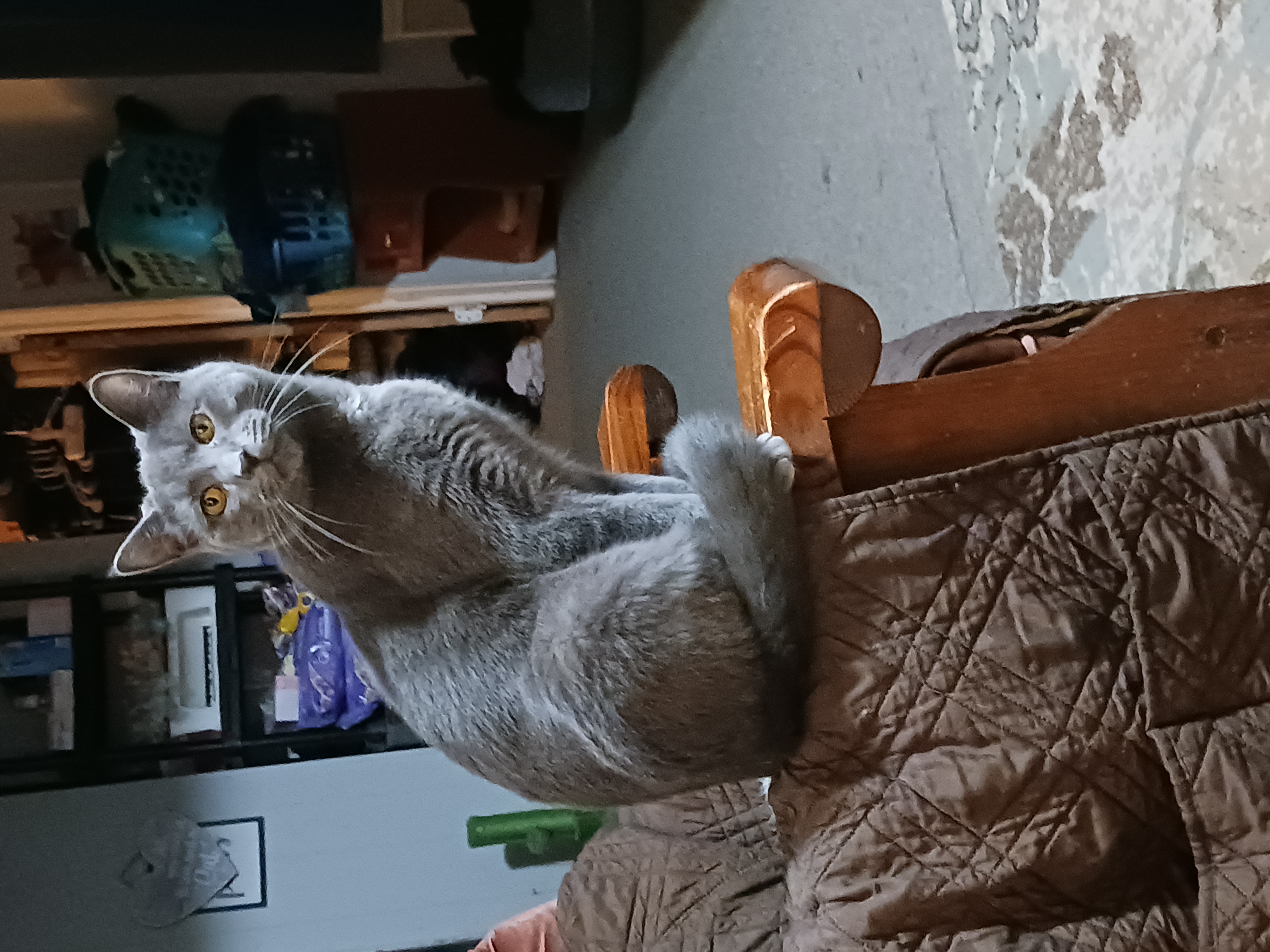 Grover, Adoptable, Adult Male Domestic Short Hair.