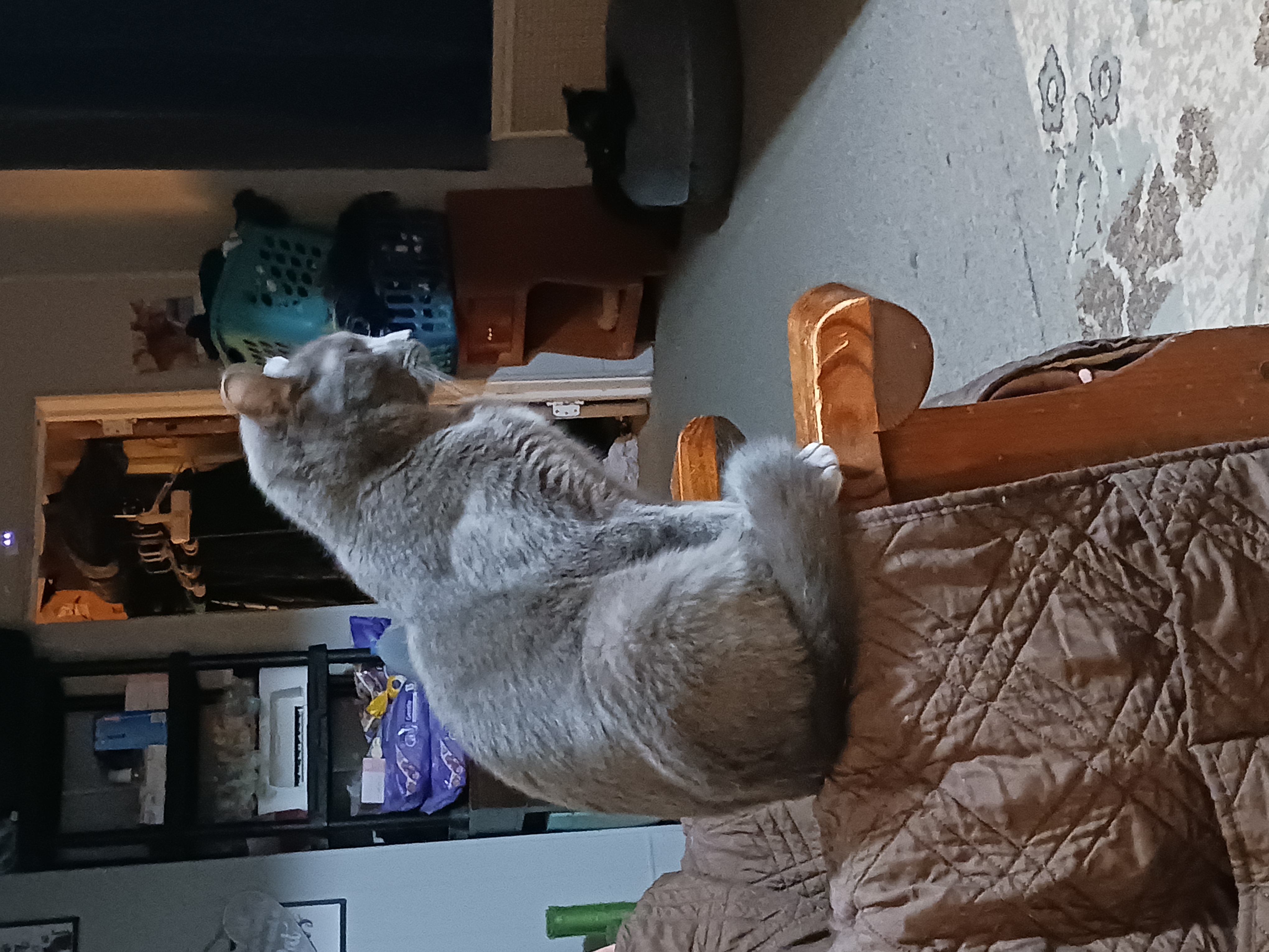 Grover, a Adoptable Domestic Short Hair in Nanticoke, PA image 3/3