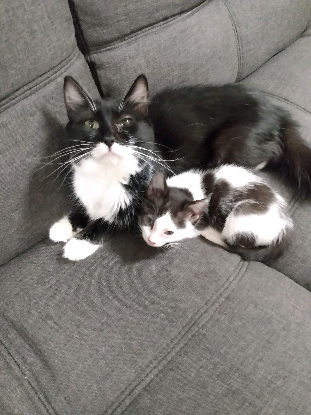 Momma Galloway, a Adoptable Domestic Medium Hair in Klamath Falls, OR image 2/3