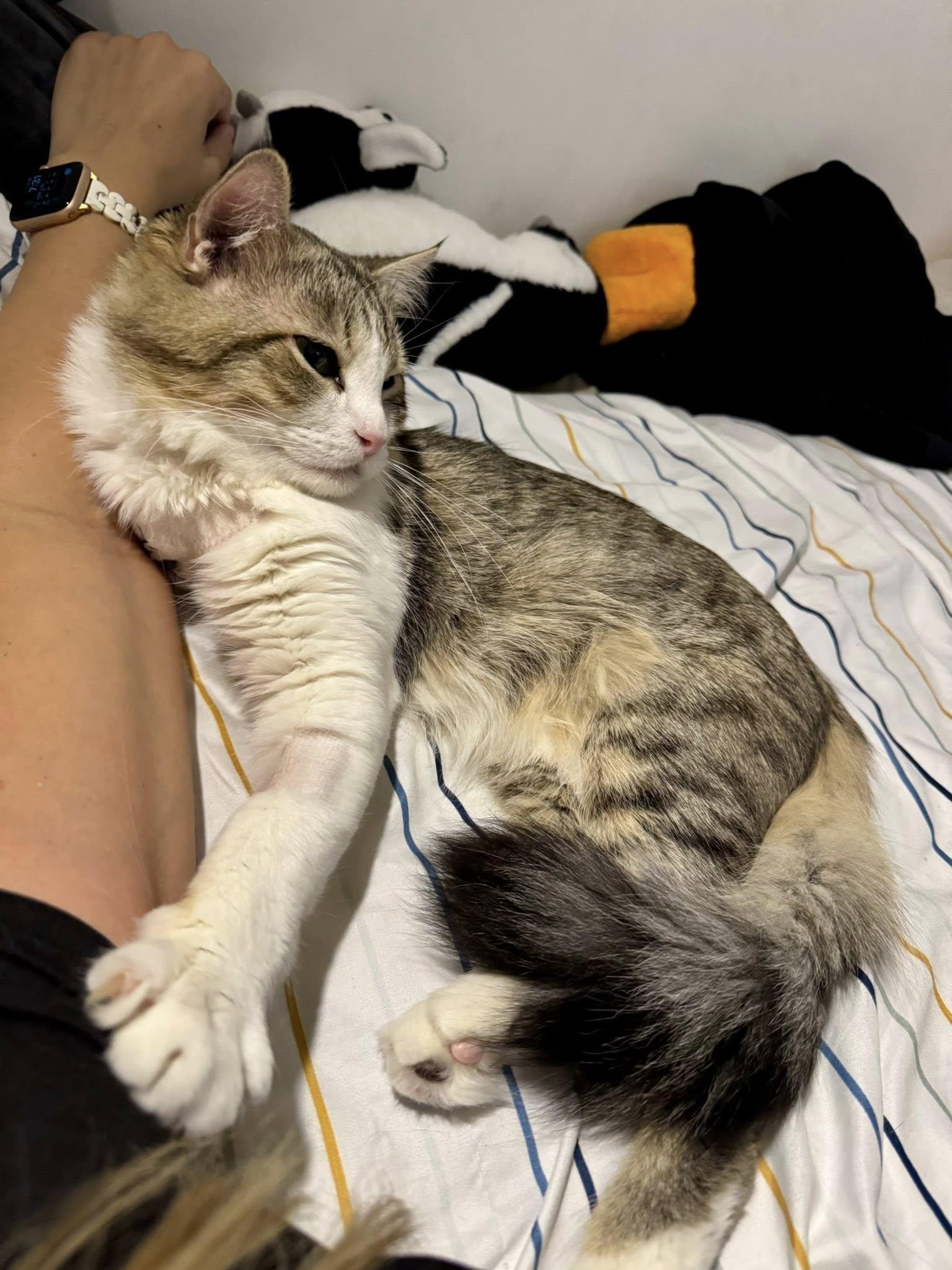 Enlarge Punkin, a ADOPTABLE Domestic Long Hair in Queen Creek, AZ image 4/6