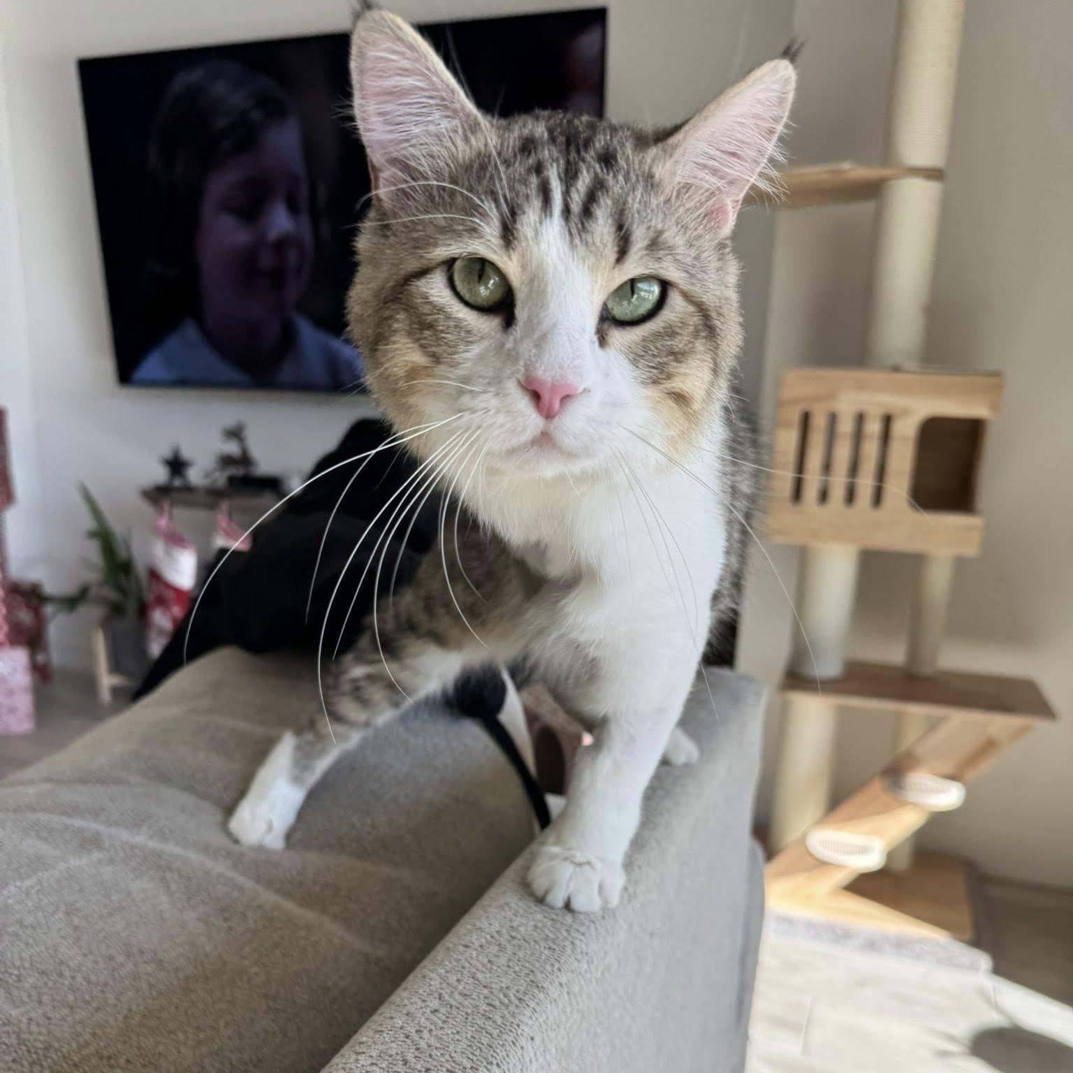 Enlarge Punkin, a ADOPTABLE Domestic Long Hair in Queen Creek, AZ image 5/6