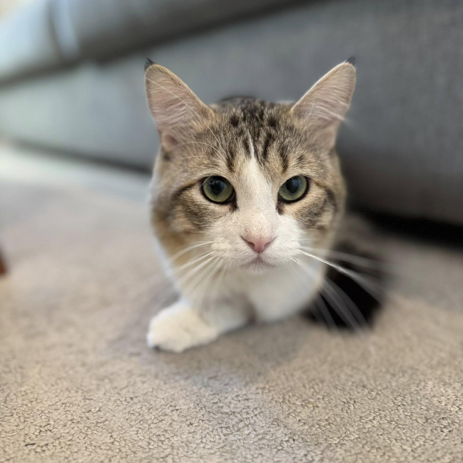 Enlarge Punkin, a ADOPTABLE Domestic Long Hair in Queen Creek, AZ image 1/6