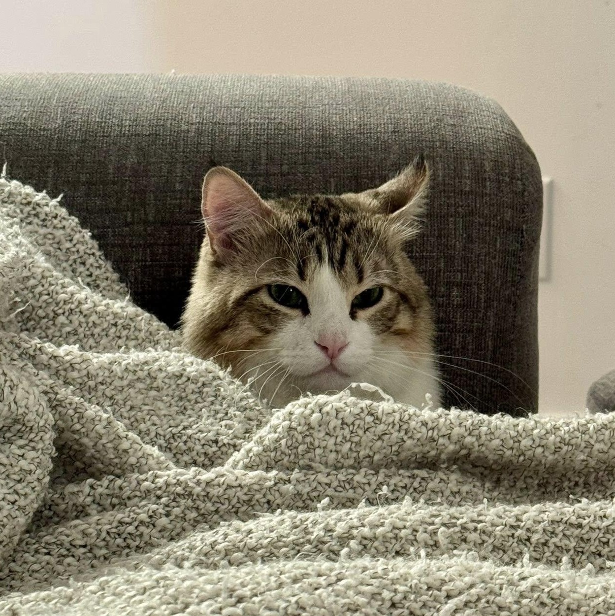 Enlarge Punkin, a ADOPTABLE Domestic Long Hair in Queen Creek, AZ image 2/6