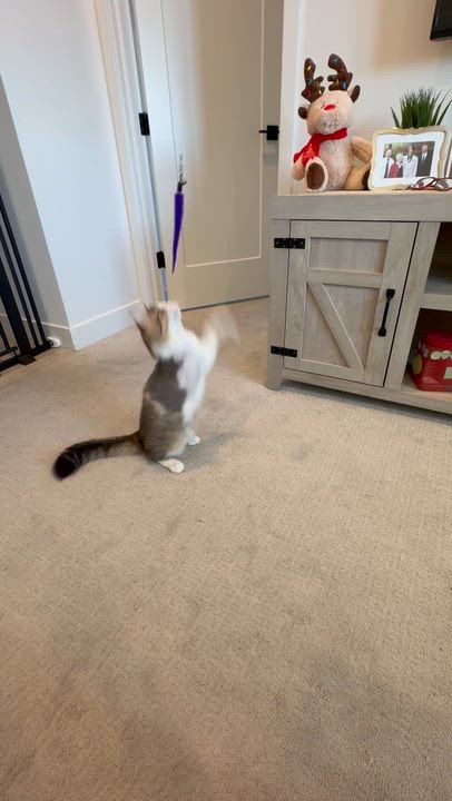 Enlarge Punkin, a ADOPTABLE Domestic Long Hair in Queen Creek, AZ video 6/6