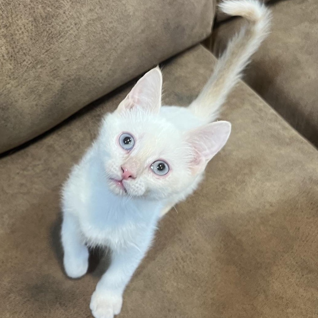 Sizzle Ehlers, Adoptable, Kitten Male Domestic Short Hair.