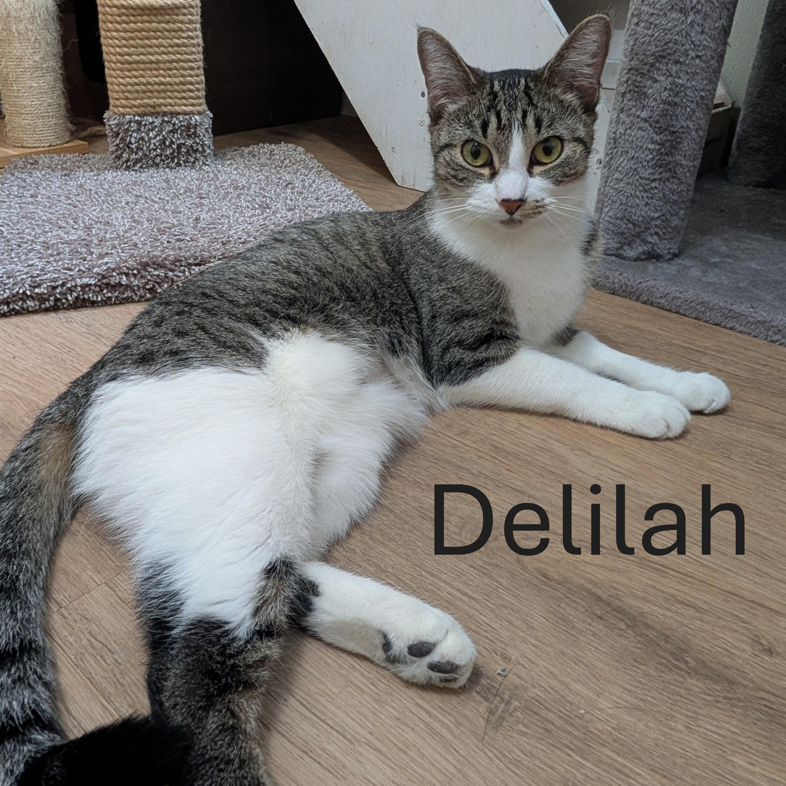 Delilah , Adoptable, Young Female Domestic Short Hair.