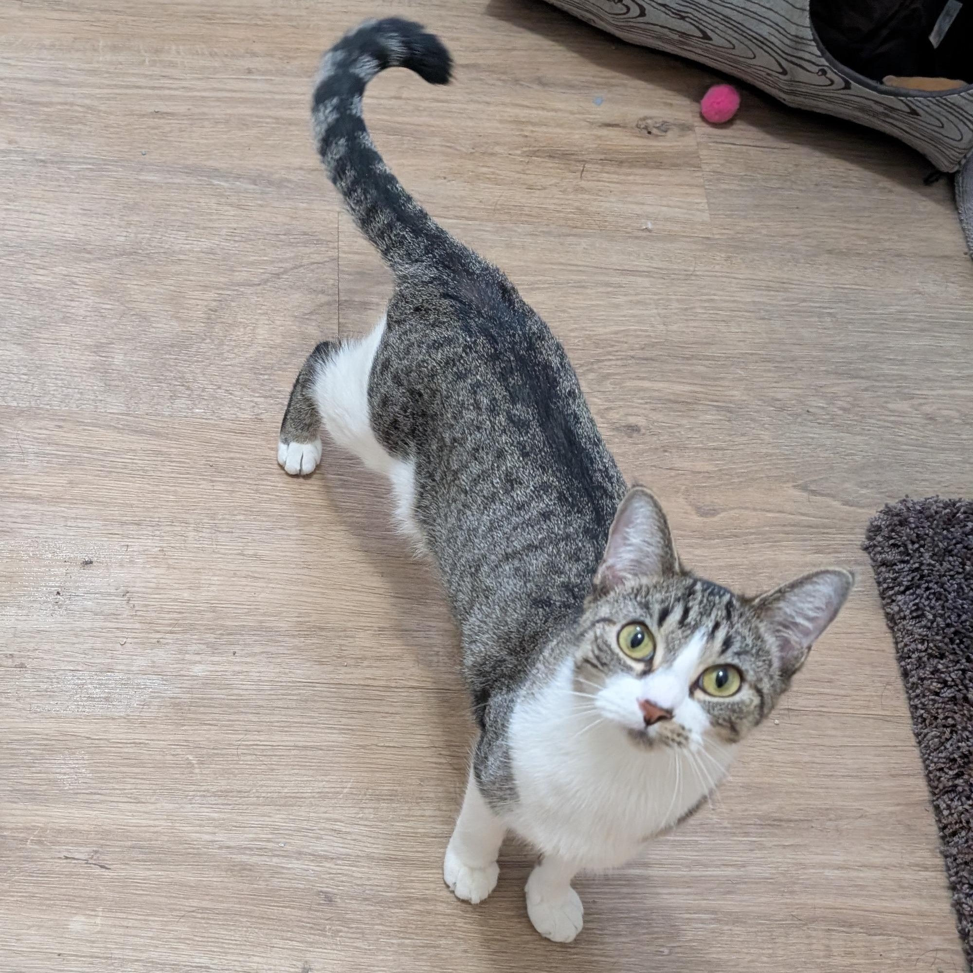 Enlarge Delilah , an adopted Domestic Short Hair in Manistique, MI image 3/3