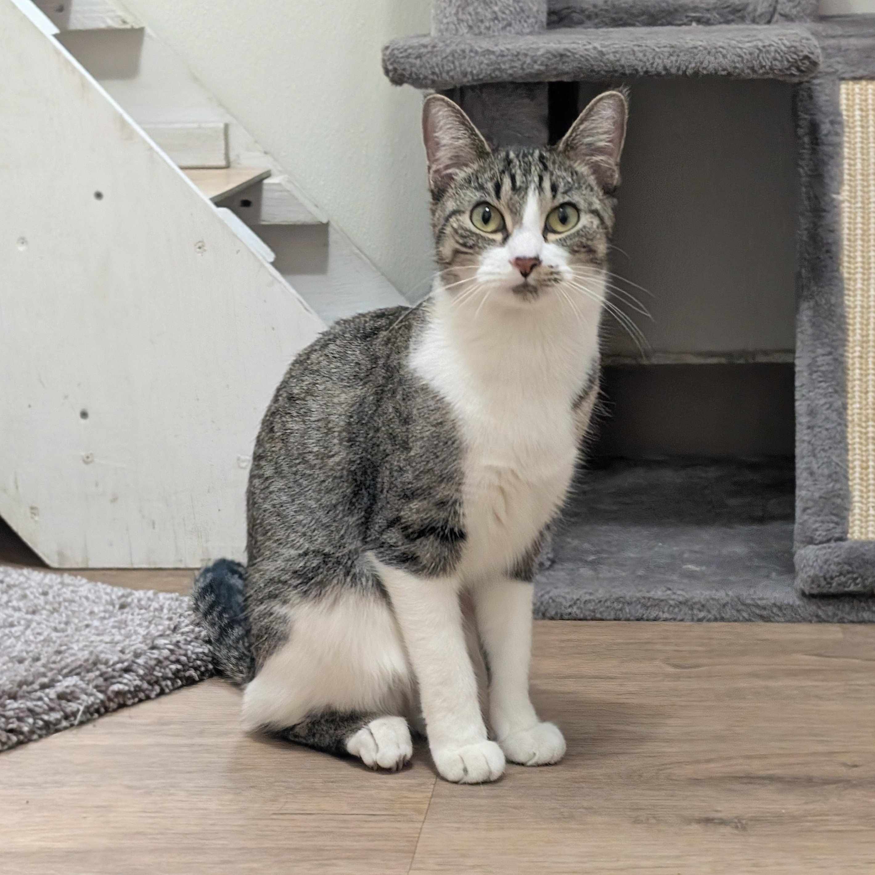 Enlarge Delilah , an adopted Domestic Short Hair in Manistique, MI image 2/3