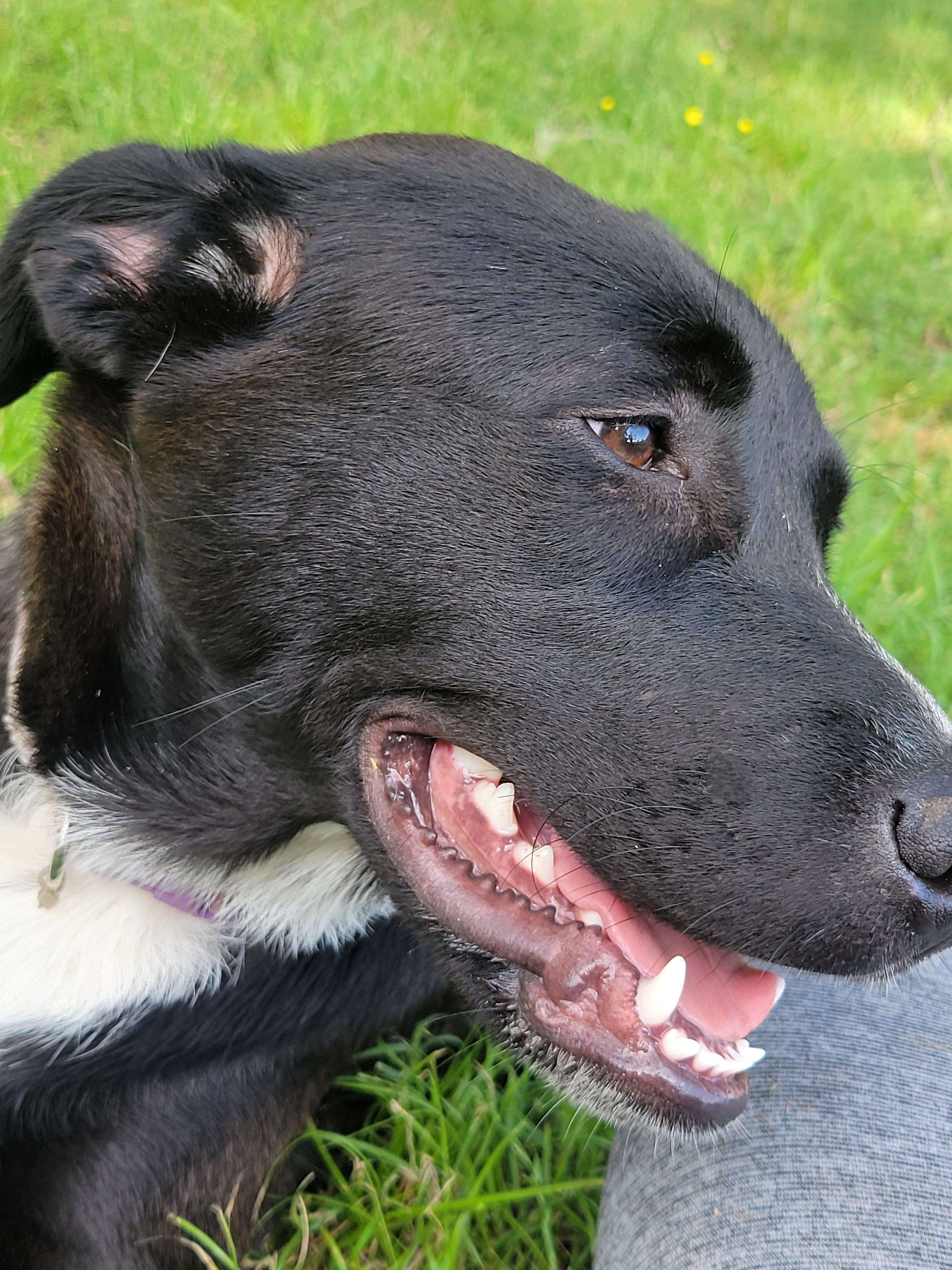 Enlarge Nelly, a Adoptable mixed breed in Plano, TX image 1/6