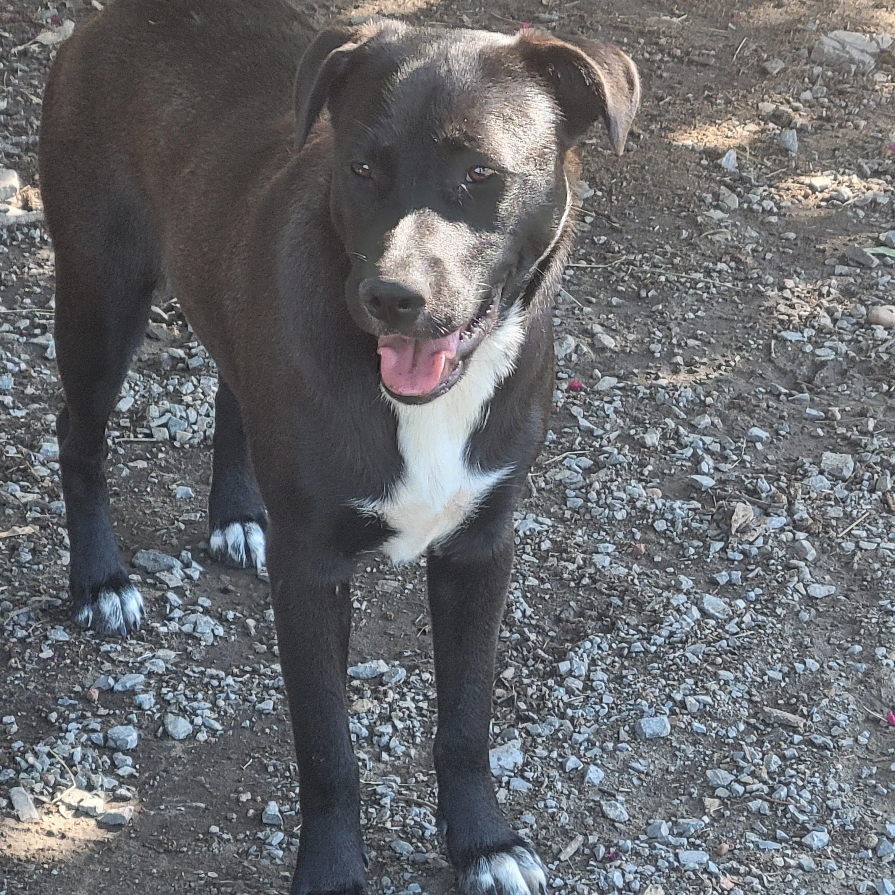 Enlarge Nelly, a Adoptable mixed breed in Plano, TX image 5/6