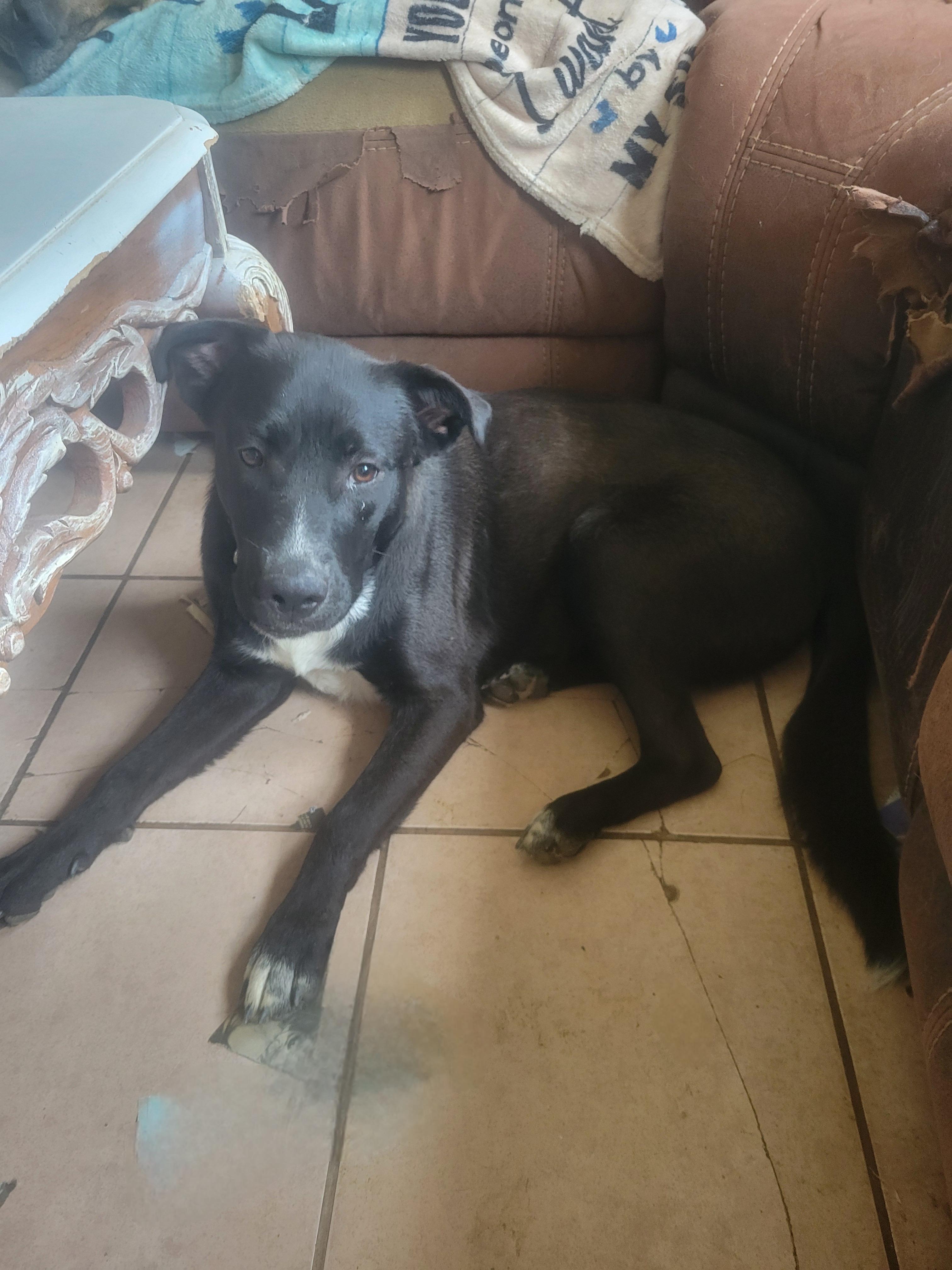 Enlarge Nelly, a Adoptable mixed breed in Plano, TX image 2/6