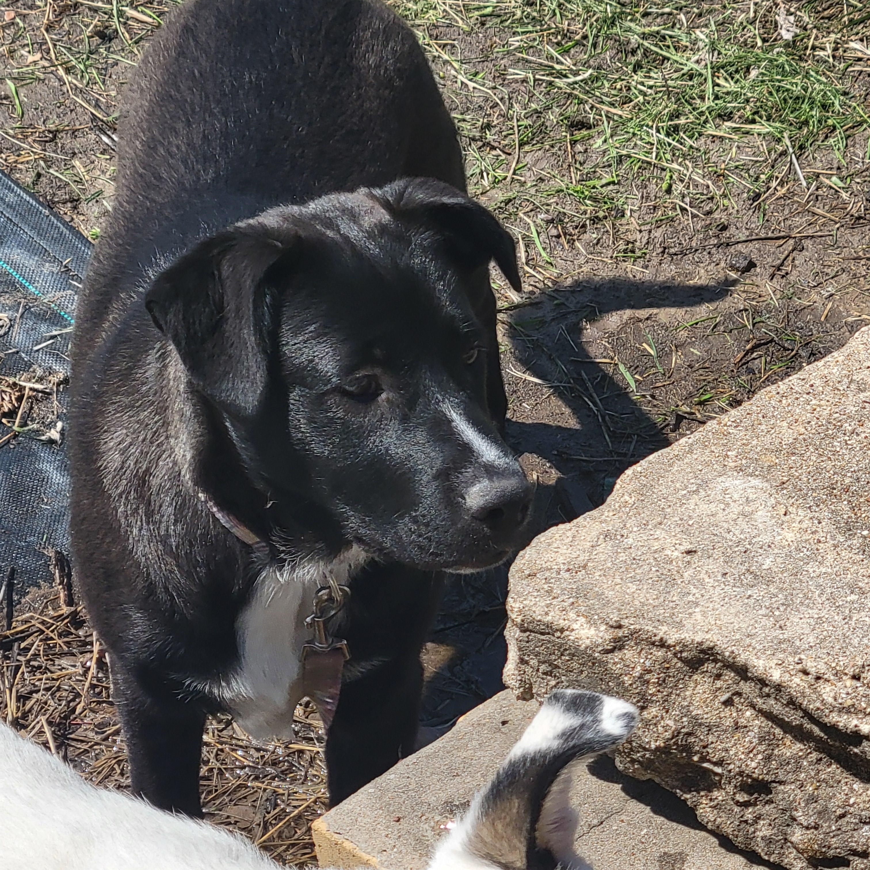 Enlarge Nelly, a Adoptable mixed breed in Plano, TX image 4/6