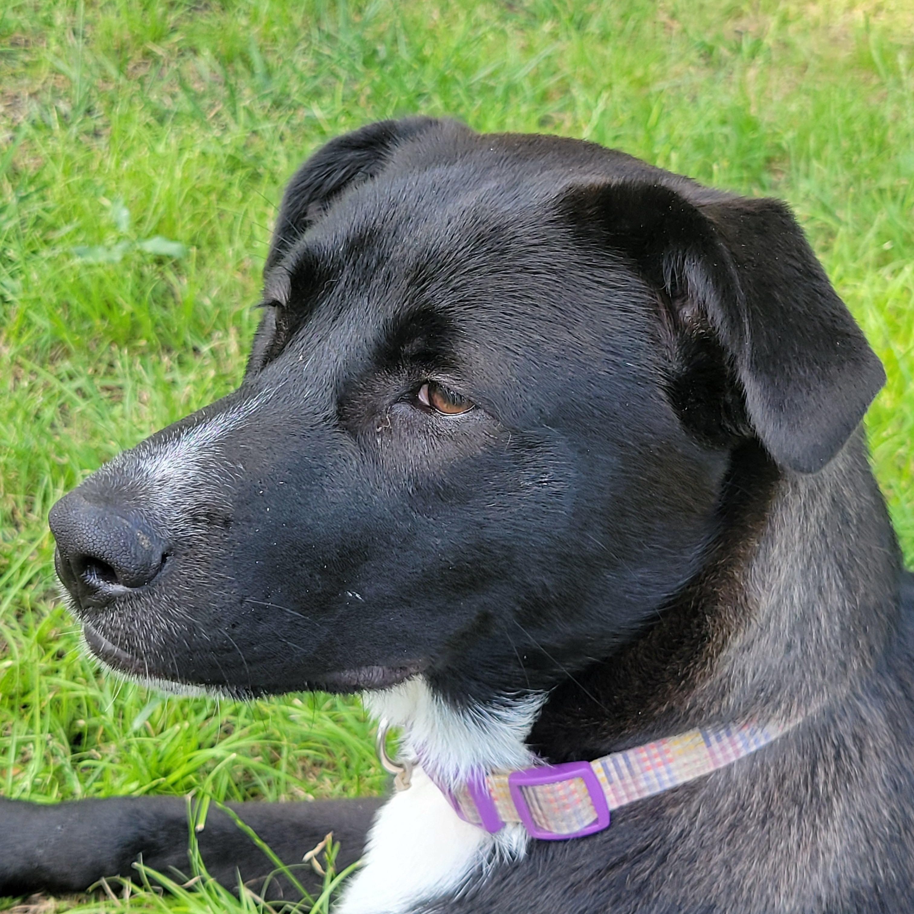 Enlarge Nelly, a Adoptable mixed breed in Plano, TX image 3/6