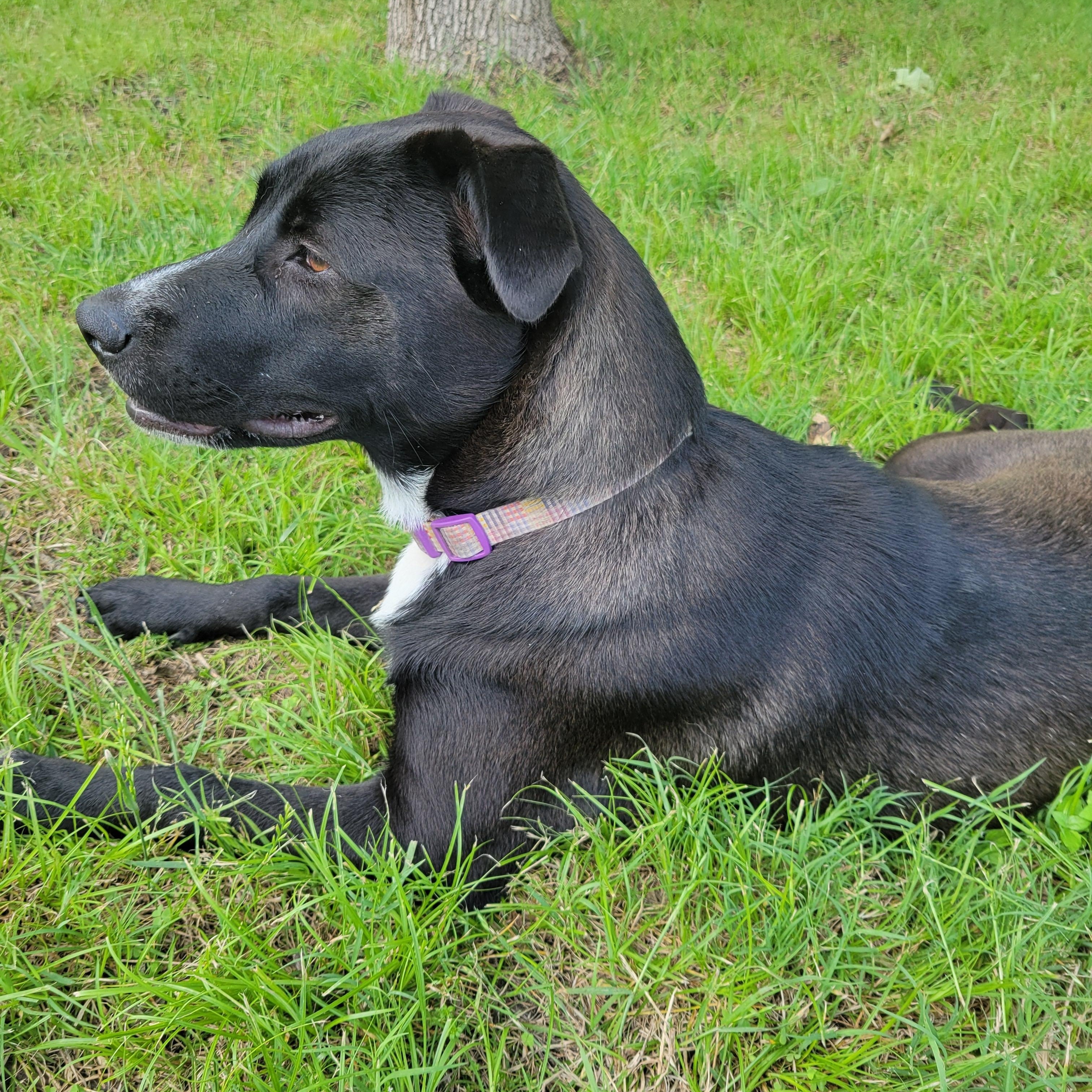 Enlarge Nelly, a Adoptable mixed breed in Plano, TX image 6/6