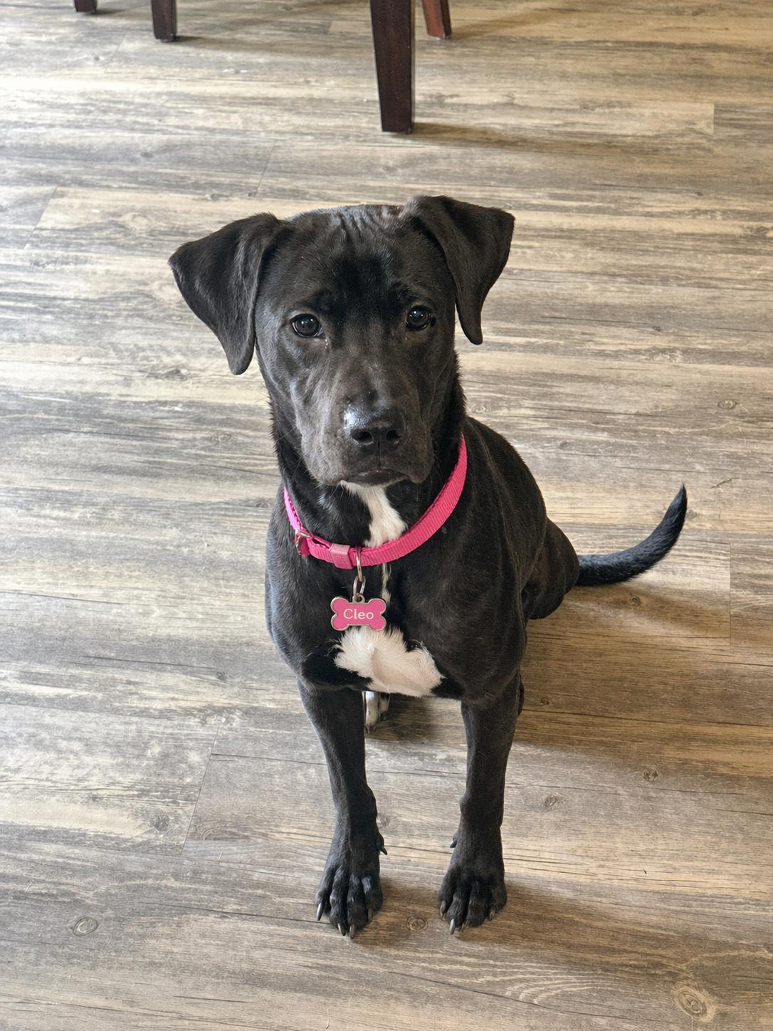 Enlarge Cleo, a Adoptable mixed breed in Crosby, TX image 2/5