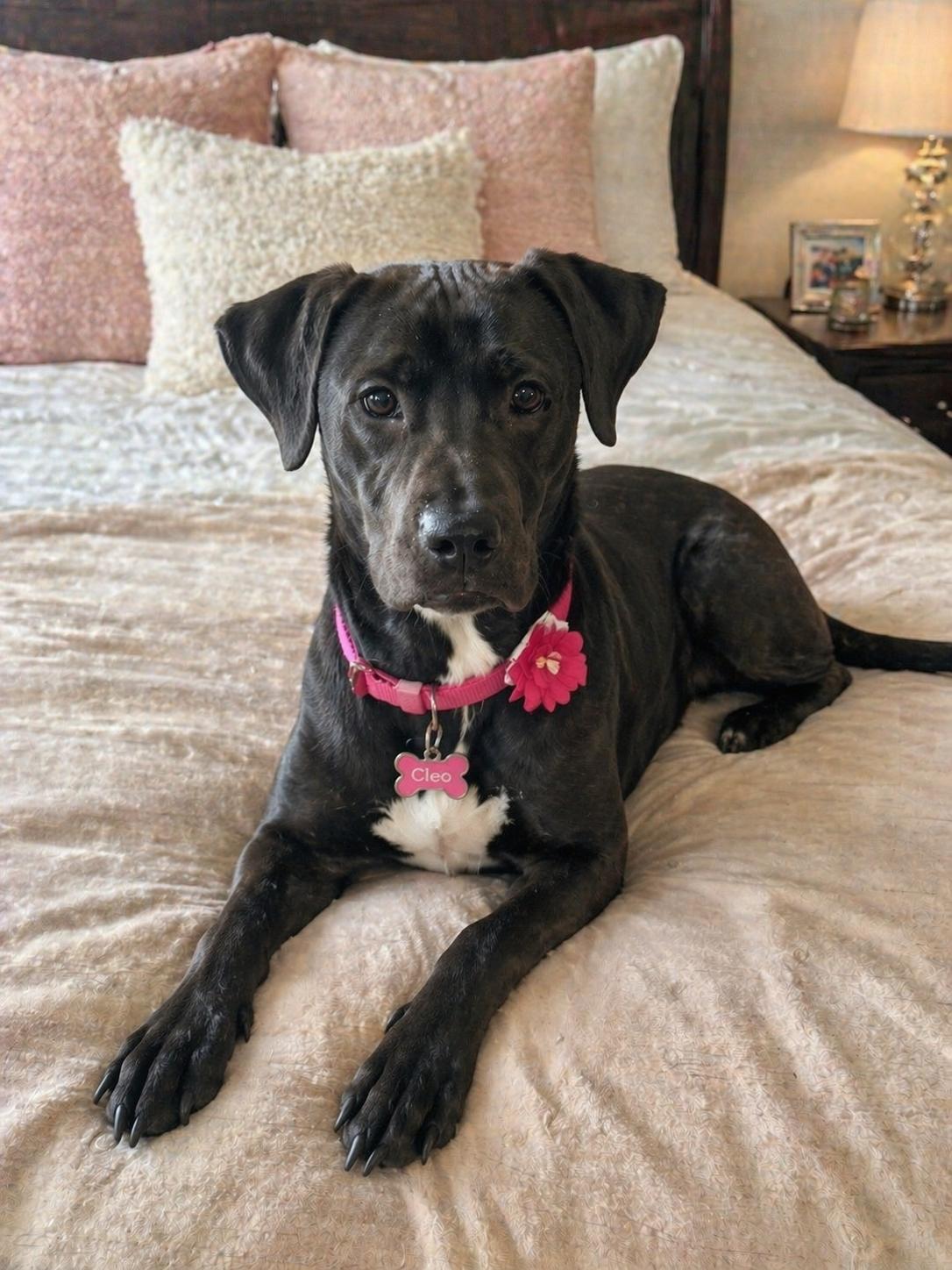 Cleo, Adoptable, Young Female Black Labrador Retriever.