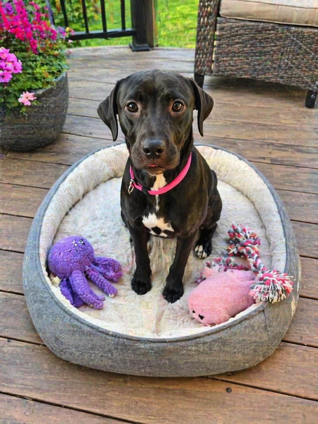 Enlarge Cleo, a Adoptable mixed breed in Crosby, TX image 5/5