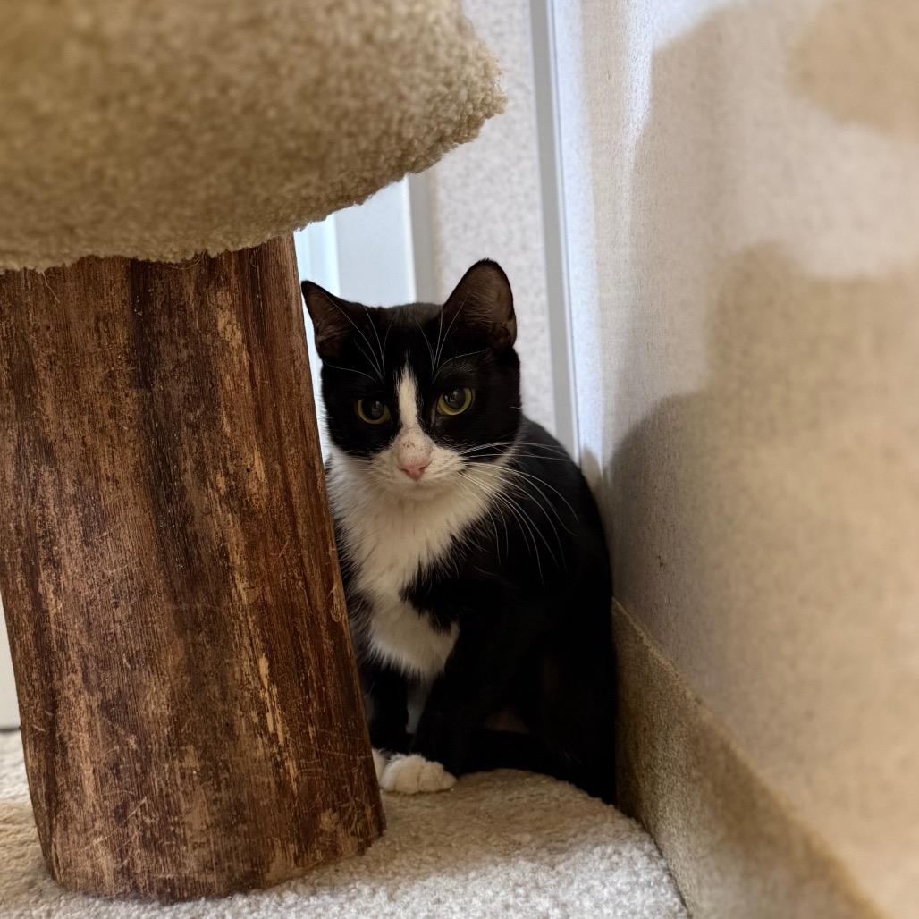 Enlarge Miriam, a Adoptable Domestic Short Hair in Naperville, IL image 1/1