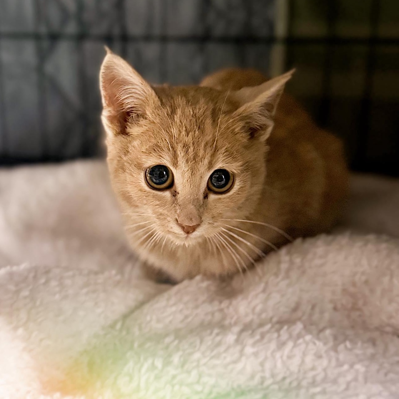 Enlarge Cheerio, an adopted Domestic Short Hair in LEETONIA, OH image 1/1