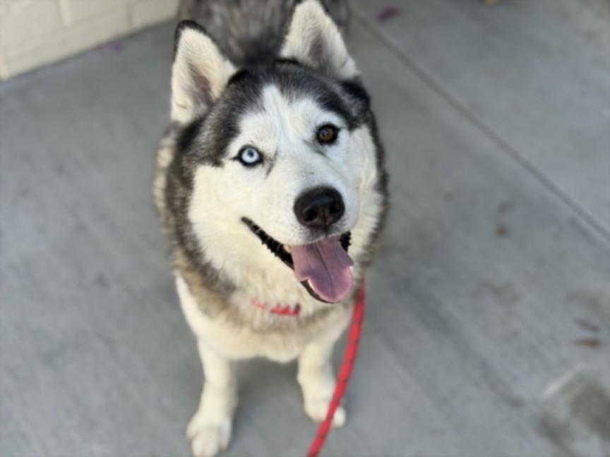 Enlarge TWIXXIE, a Adoptable Siberian Husky in Los Angeles, CA image 1/1