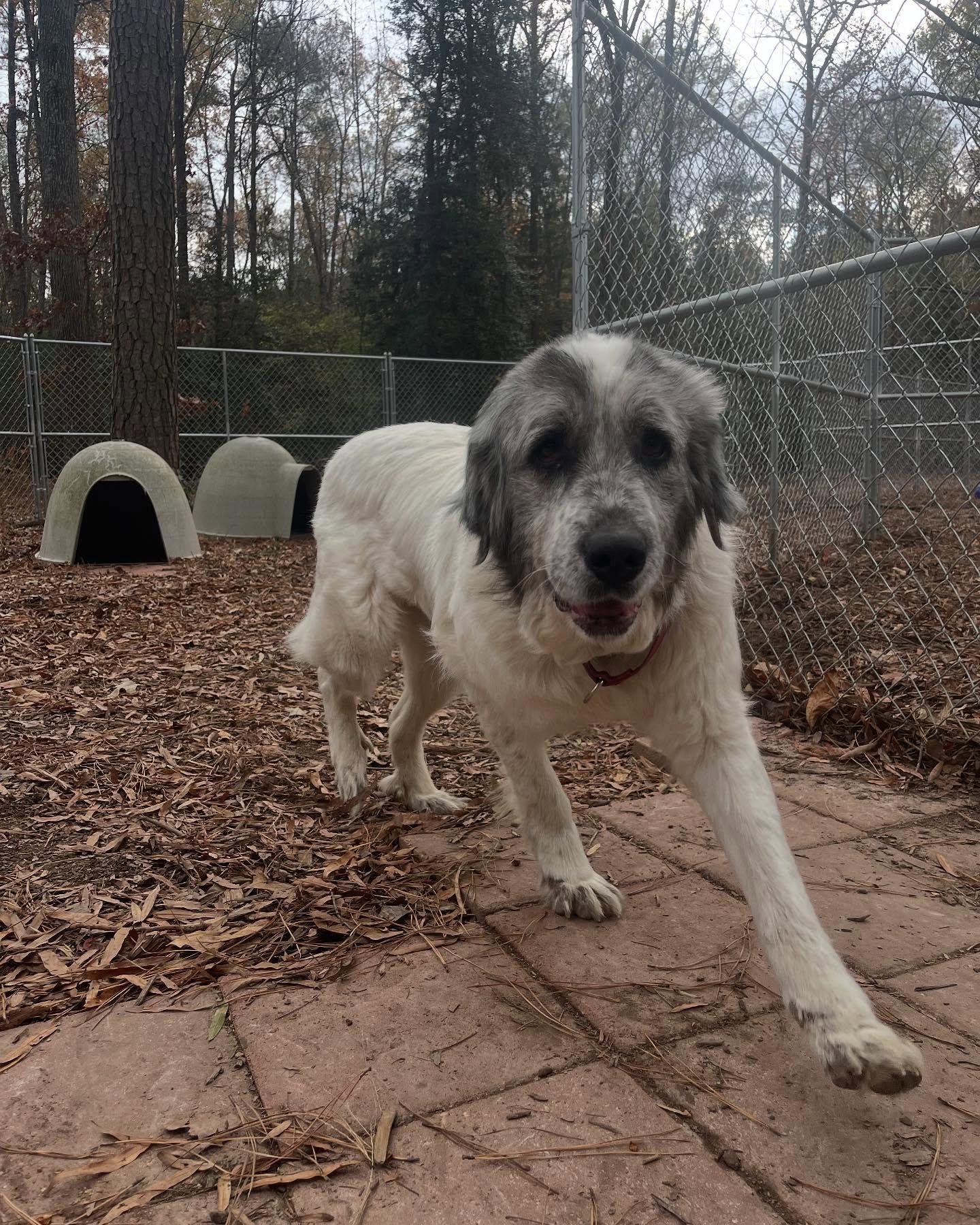Mame, a Adoptable mixed breed in Richmond, VA image 3/3
