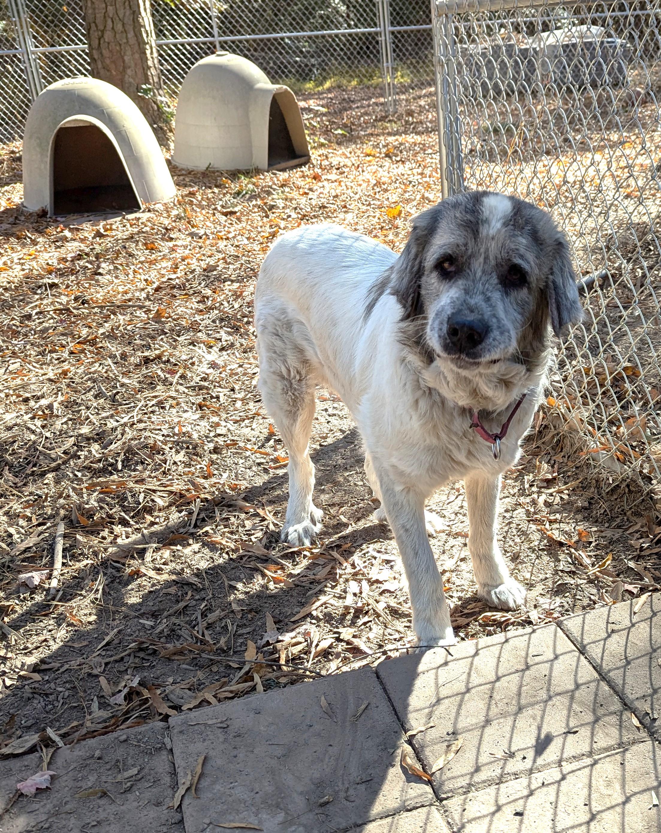 Mame, a Adoptable mixed breed in Richmond, VA image 2/3