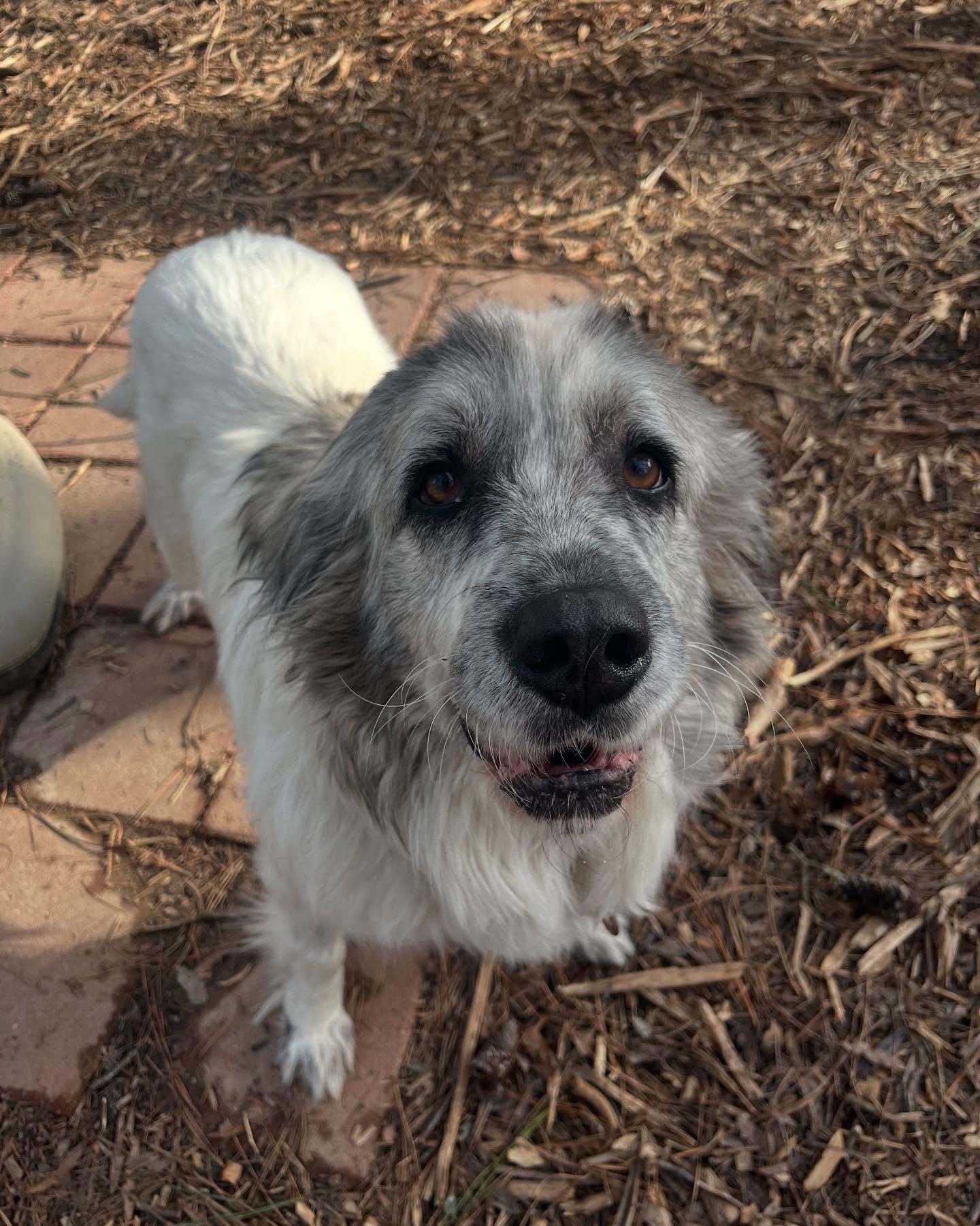 Mame, a Adoptable mixed breed in Richmond, VA image 1/3