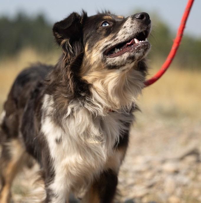 Enlarge Hazel, a Adopted mixed breed in Thayne, WY image 1/4