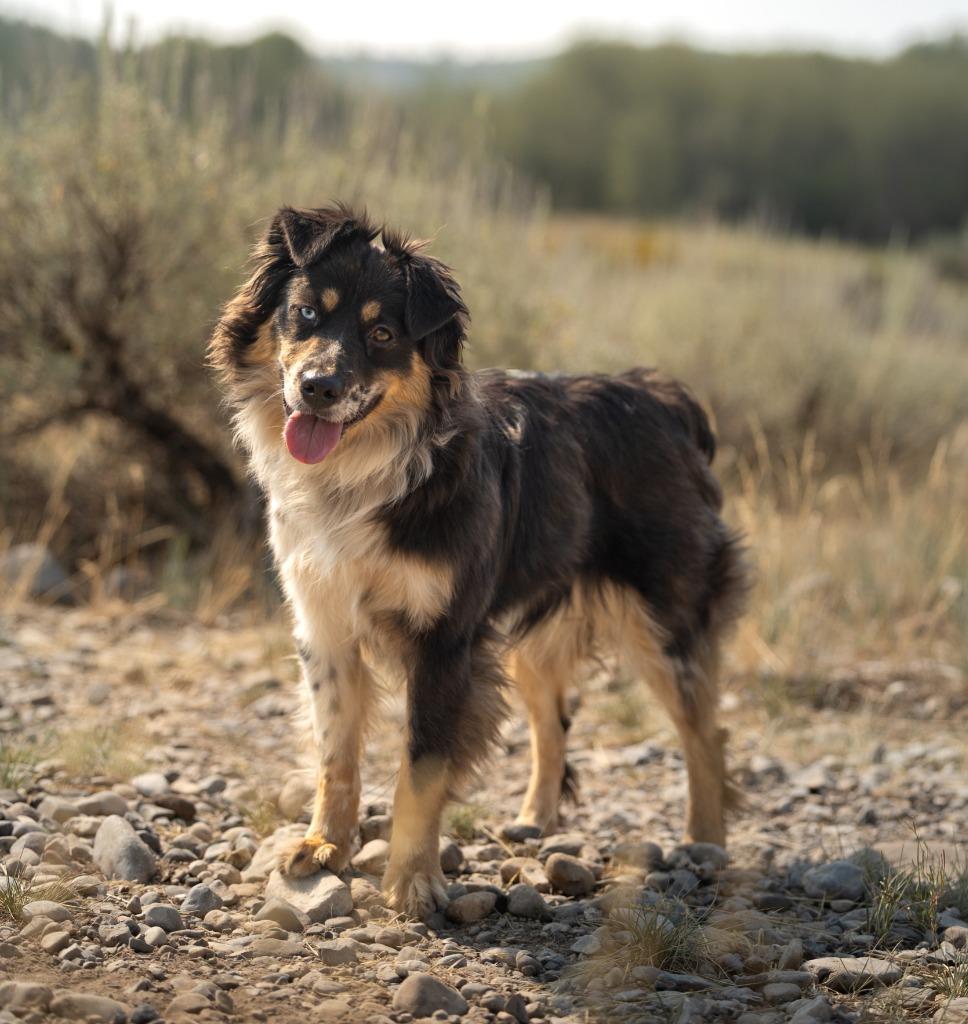 Enlarge Hazel, a Adopted mixed breed in Thayne, WY image 2/4