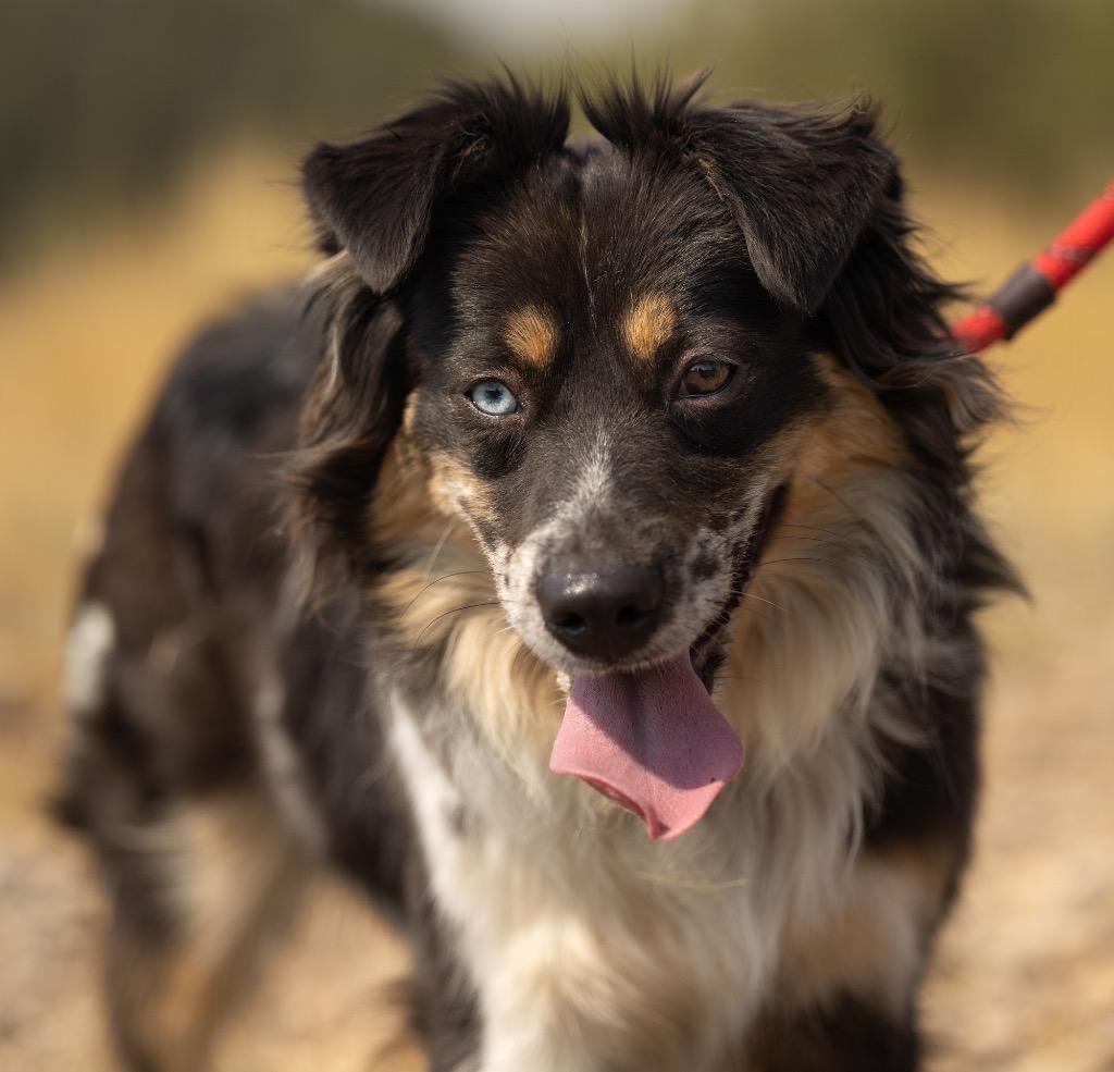 Enlarge Hazel, a Adopted mixed breed in Thayne, WY image 3/4