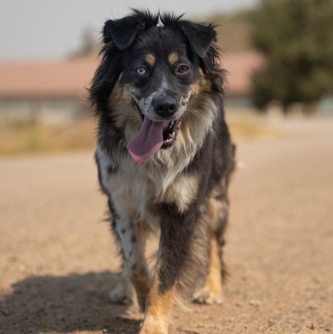 Enlarge Hazel, a Adopted mixed breed in Thayne, WY image 4/4