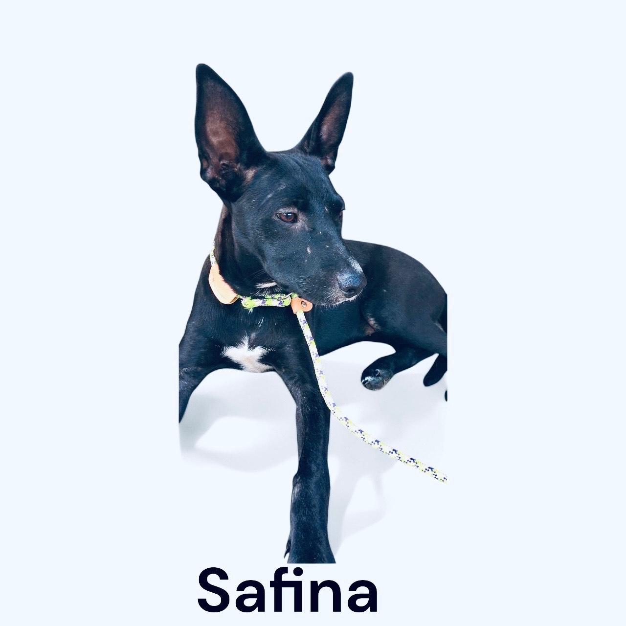Safina thumbnail 4