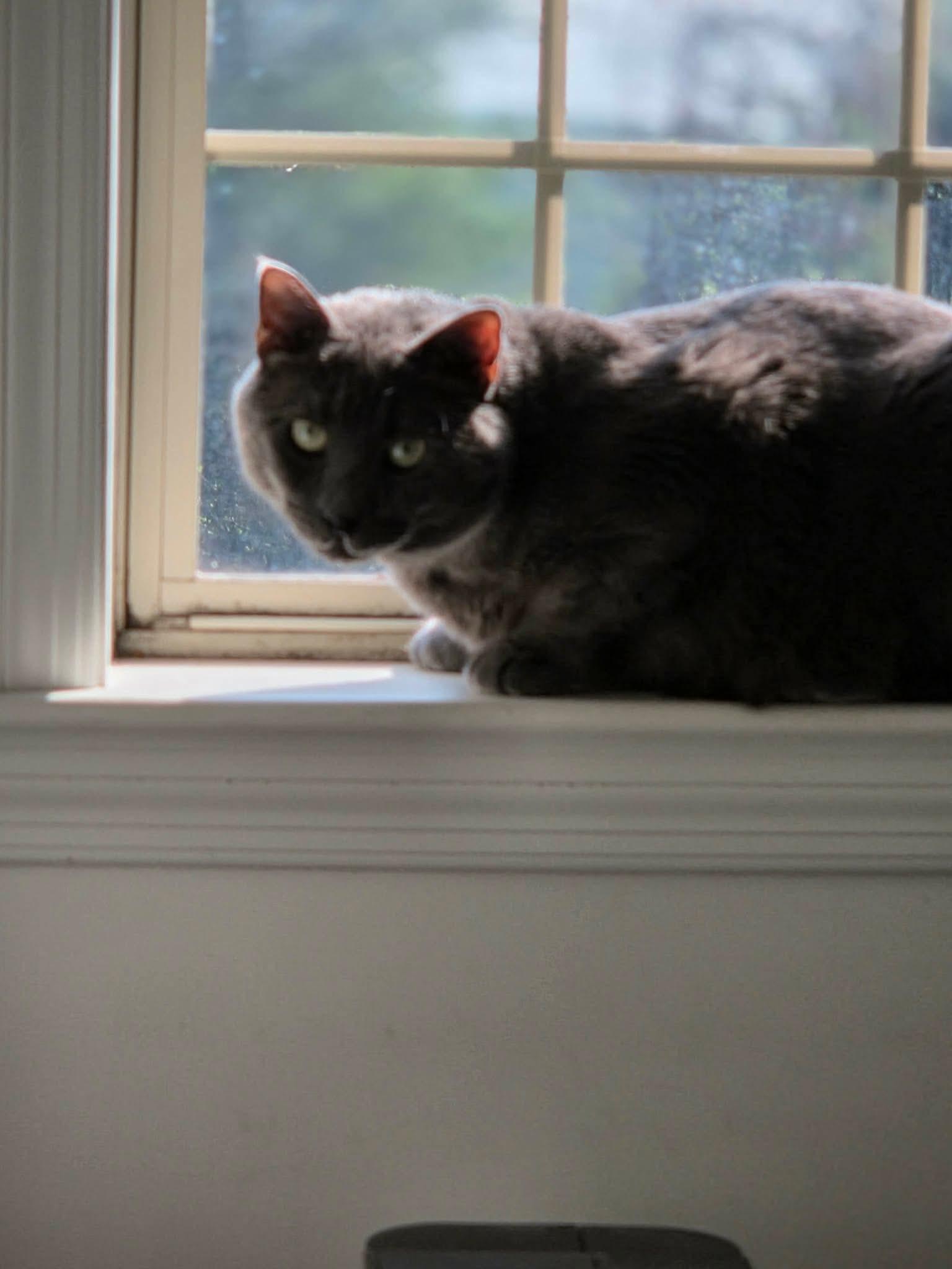 Enlarge Toby, a ADOPTABLE mixed breed in Mechanicsburg, PA image 5/5