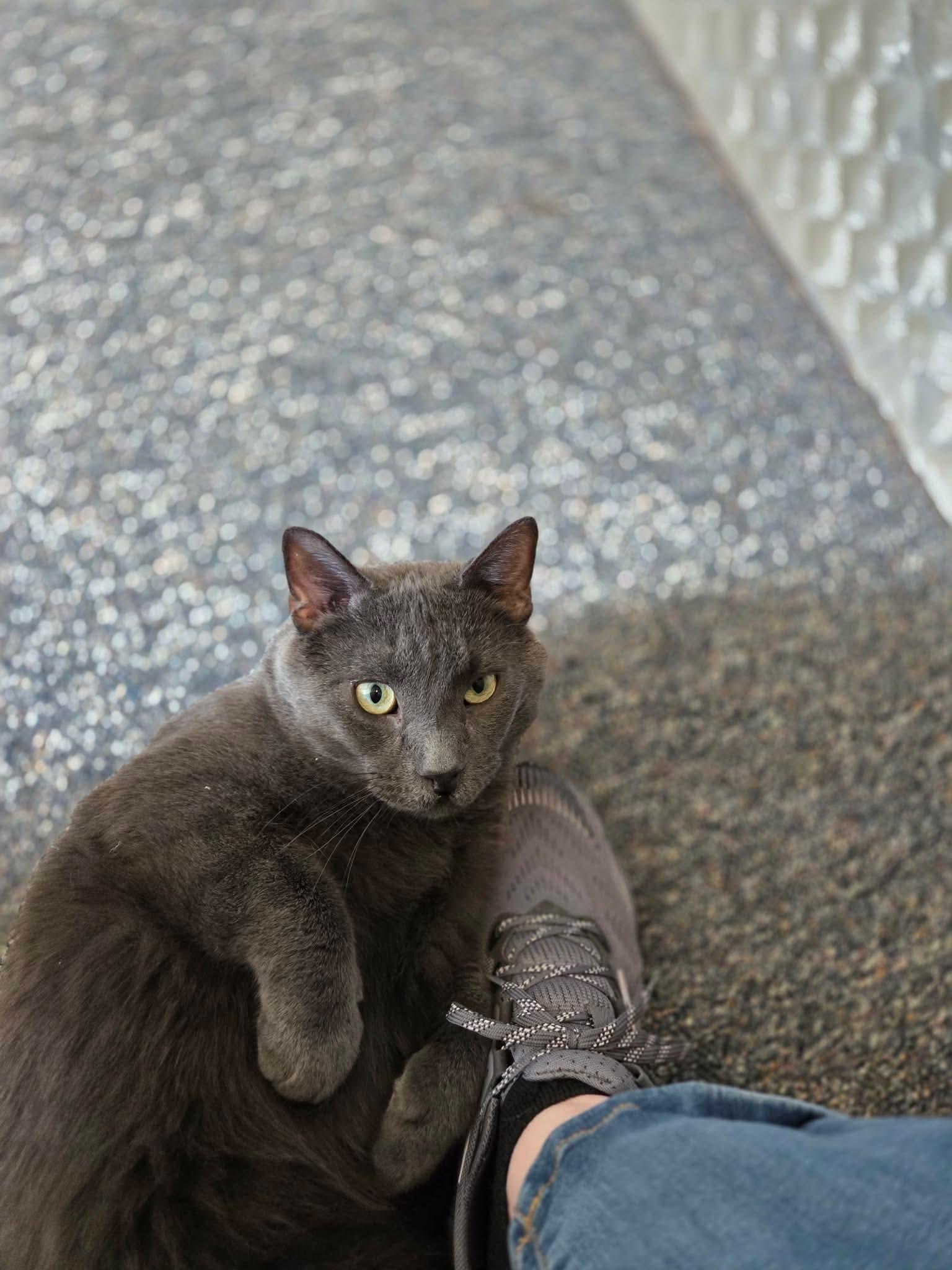 Enlarge Toby, a ADOPTABLE mixed breed in Mechanicsburg, PA image 3/5