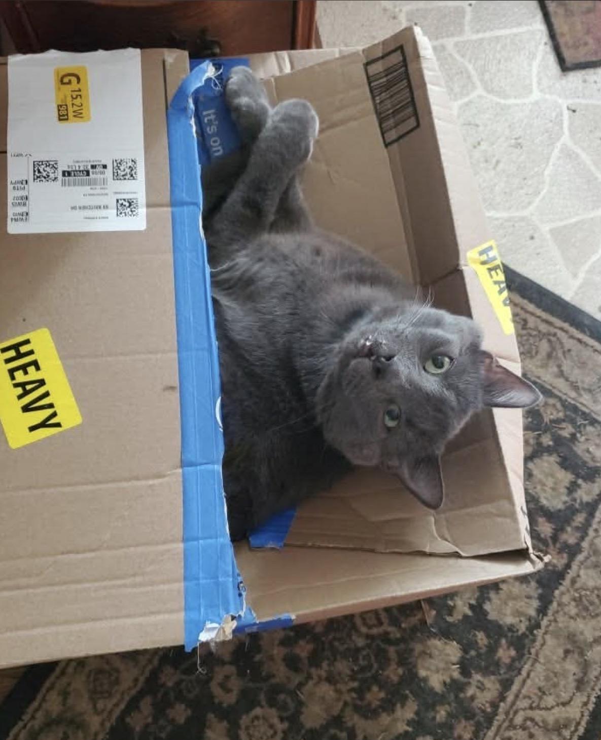Toby, ADOPTABLE, Adult Male Domestic Medium Hair & Russian Blue.