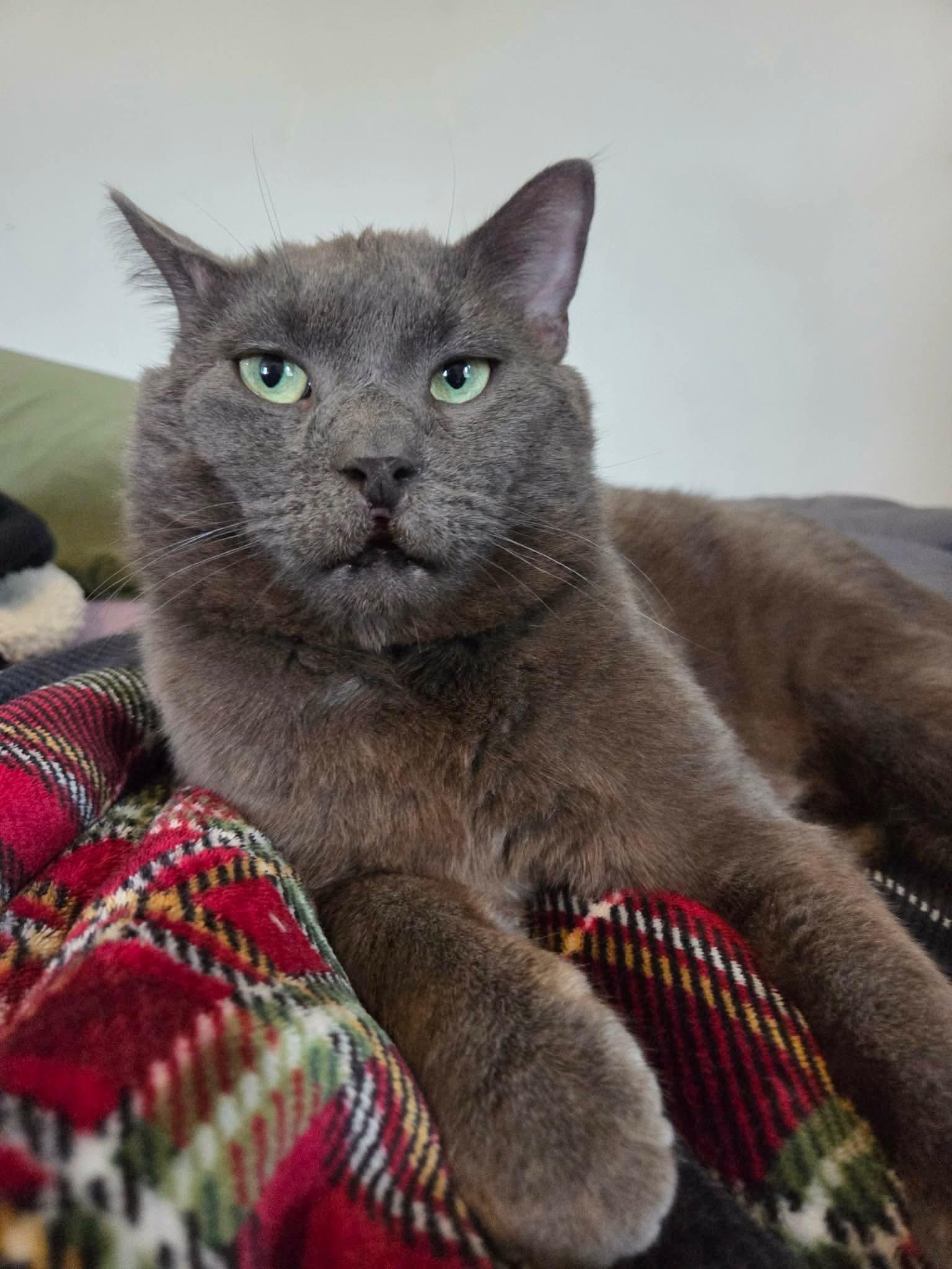 Toby, a ADOPTABLE mixed breed in Mechanicsburg, PA image 3/5