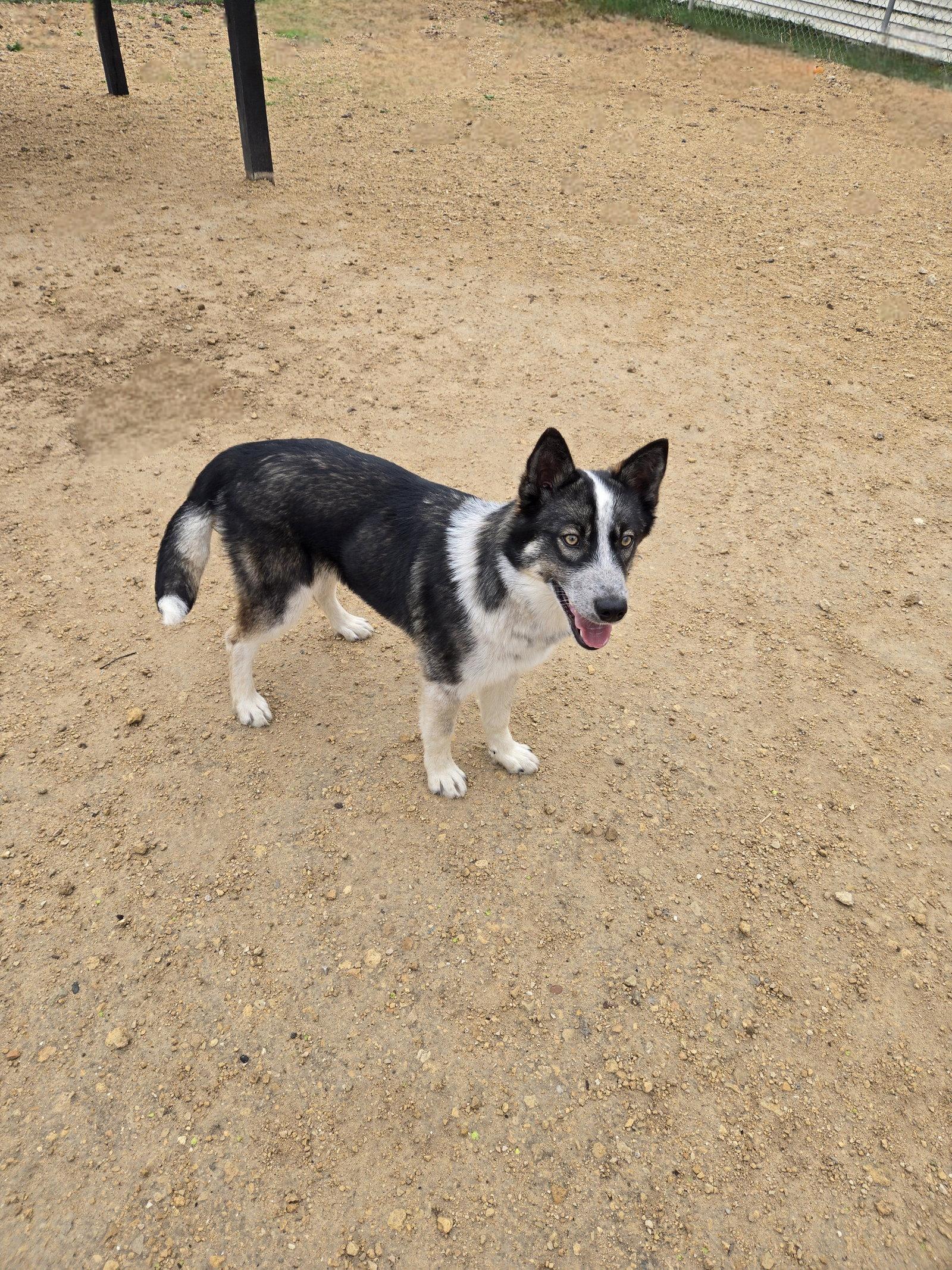 Enlarge Juliette, a Adoptable Husky in Maquoketa, IA image 1/1