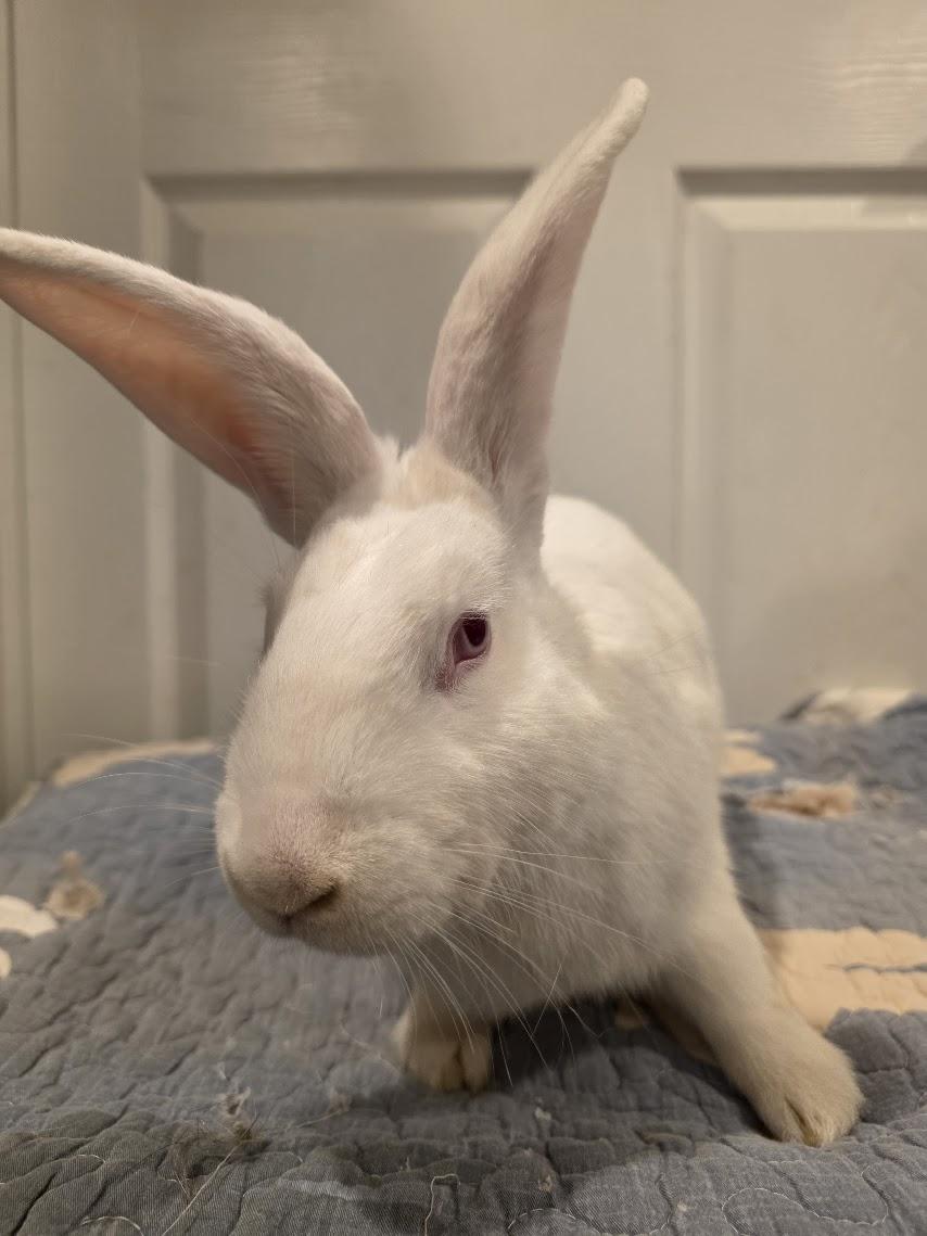 Enlarge Barley, a Adoptable New Zealand in Seymour, CT image 2/2