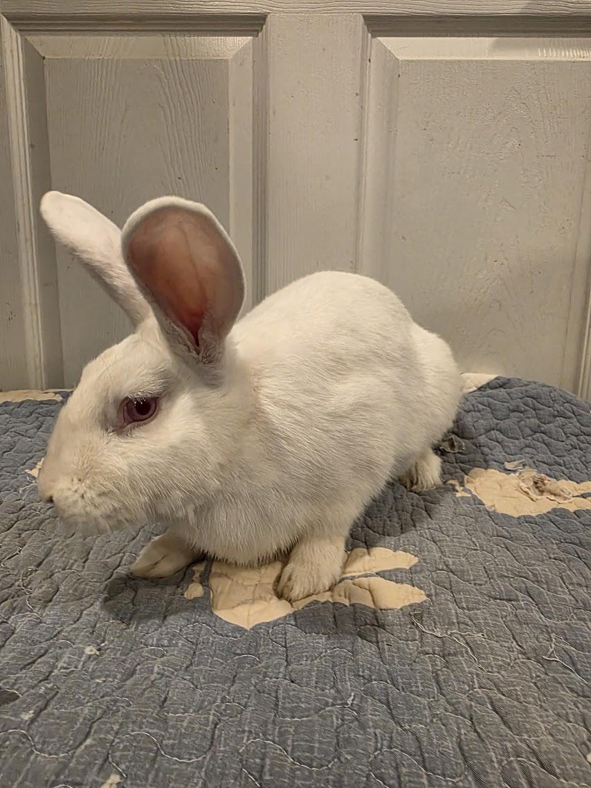 Barley, Adoptable, Adult Male New Zealand.