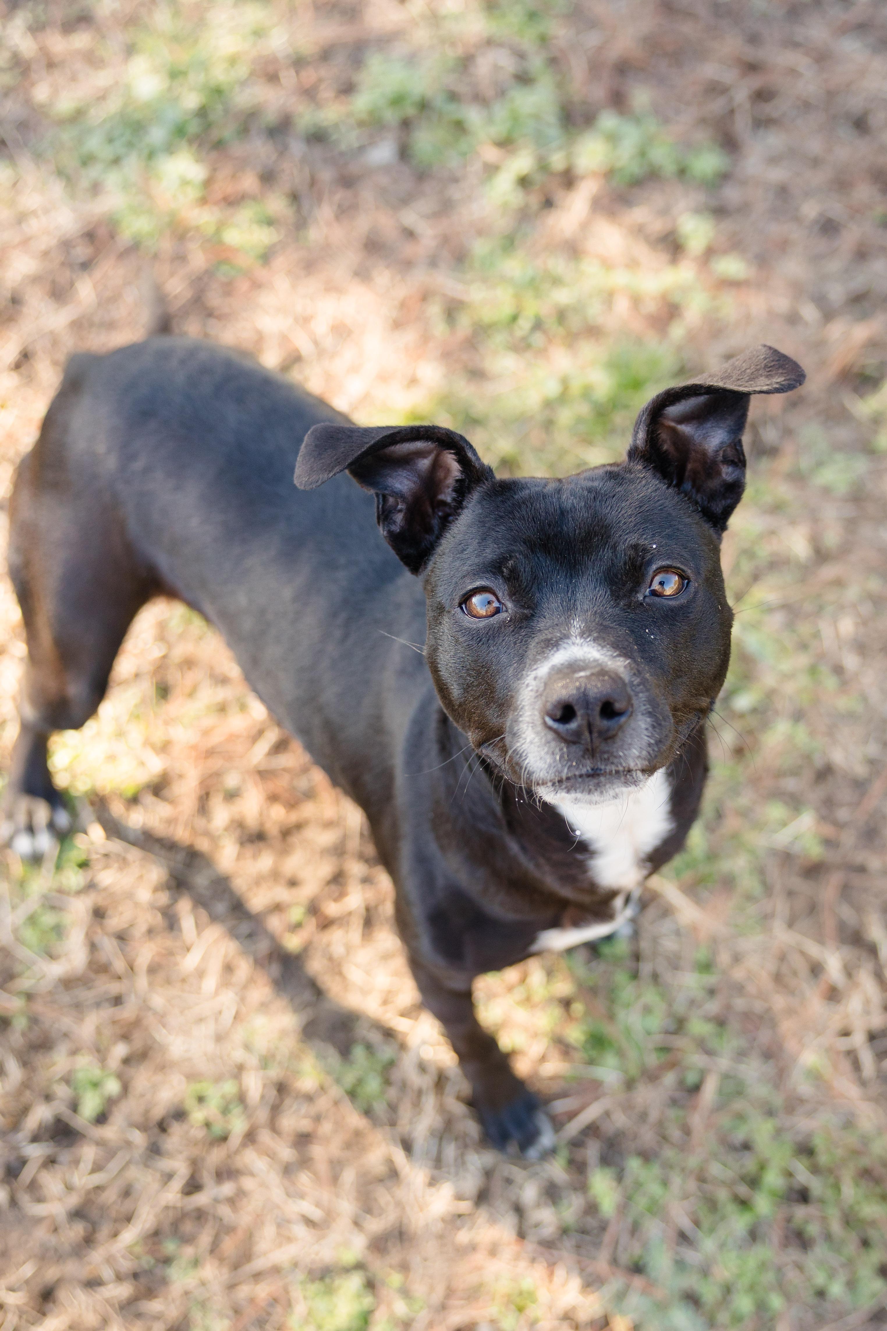 Melanie, ADOPTABLE, Adult Female Black Labrador Retriever.