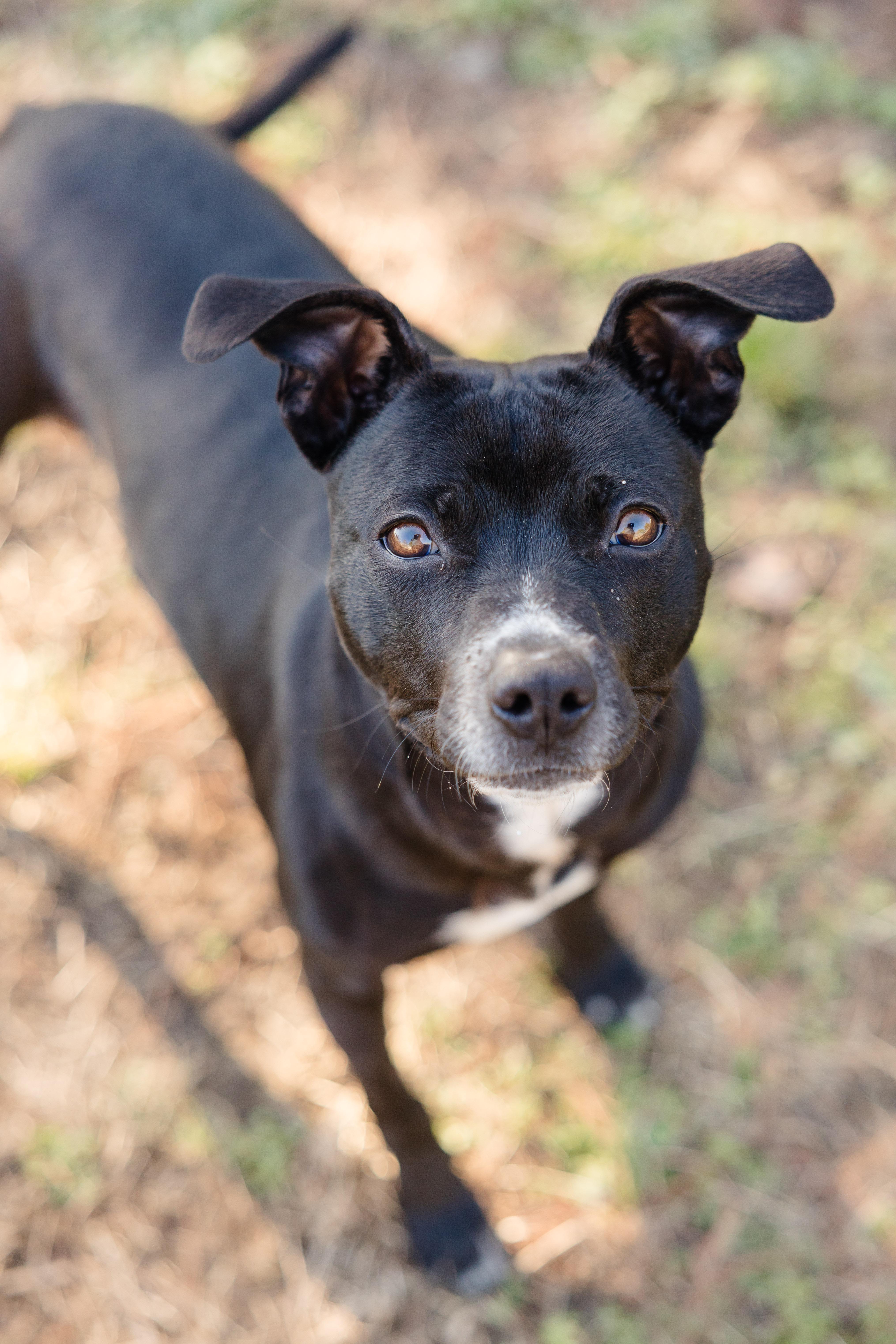 Melanie, a ADOPTABLE mixed breed in Newburgh, IN image 2/2
