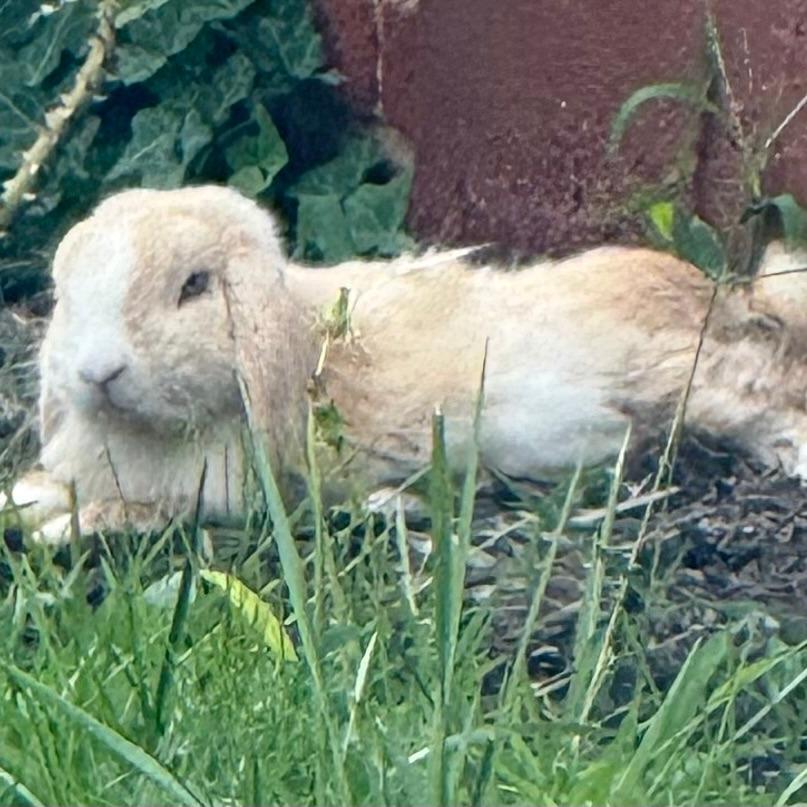 Cinnamon, Adoptable, Adult Male Holland Lop.