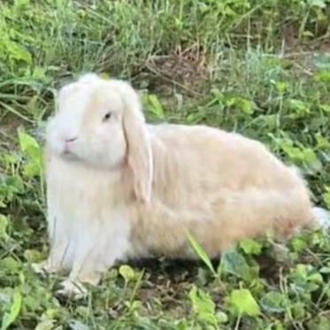 Enlarge Cinnamon, a Adoptable Holland Lop in Lynchburg, VA image 2/3