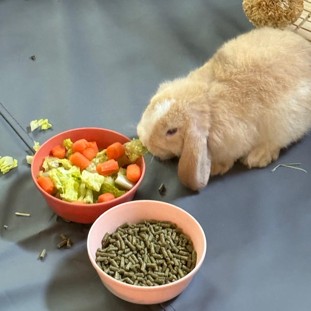 Enlarge Cinnamon, a Adoptable Holland Lop in Lynchburg, VA image 3/3