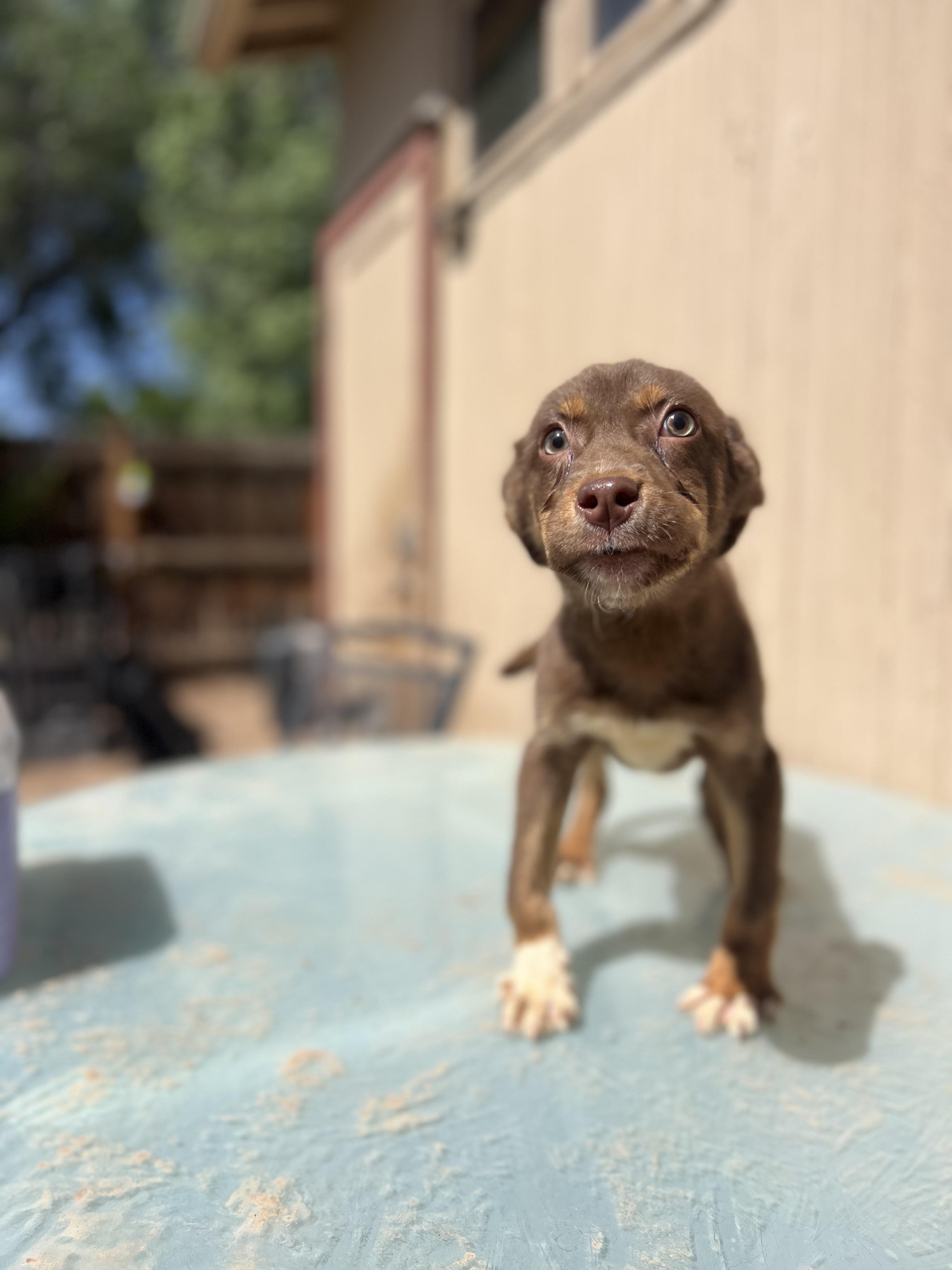 Sebastian, an adopted mixed breed in Fort Collins, CO image 3/5