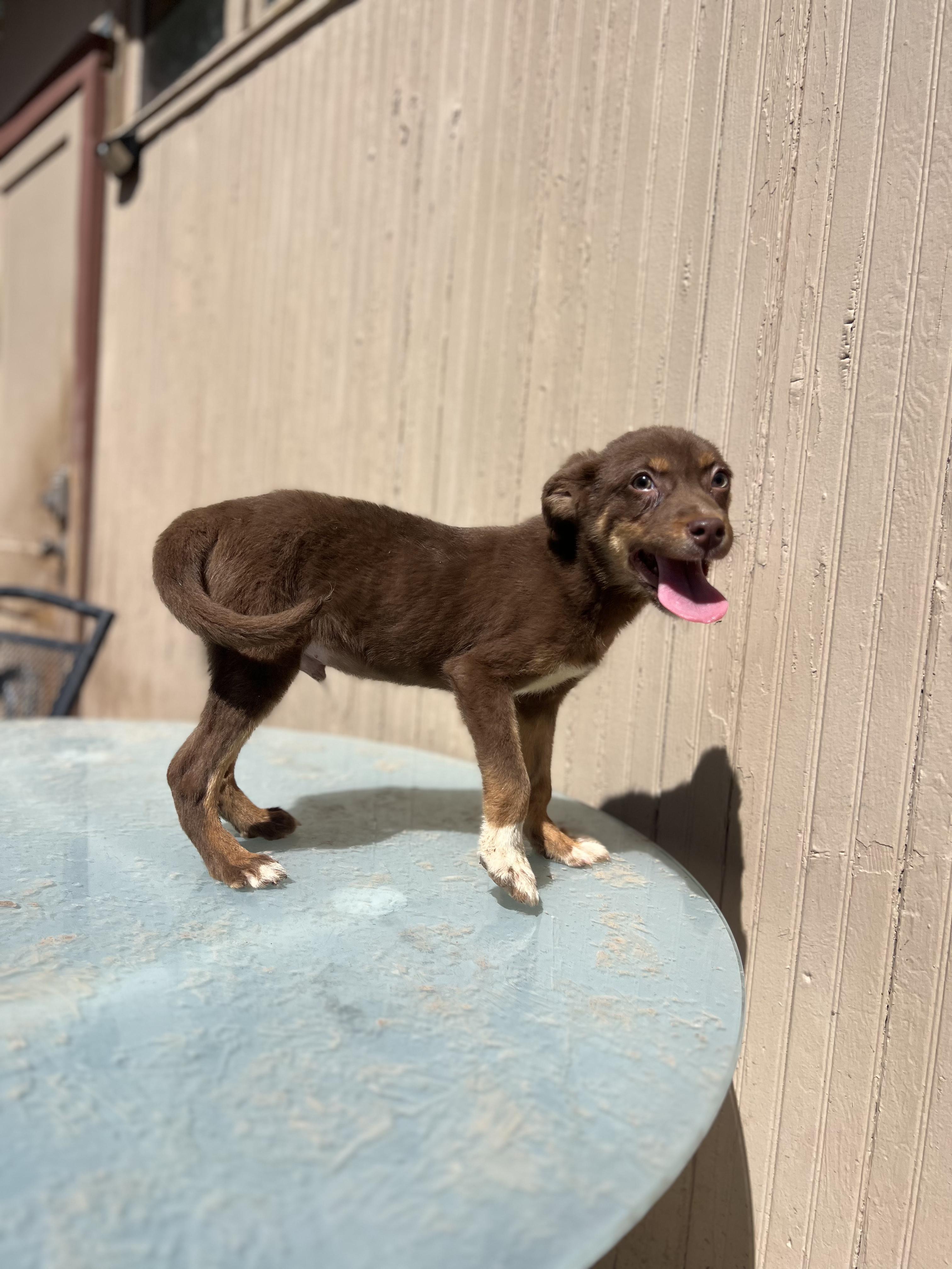 Sebastian, an adopted mixed breed in Fort Collins, CO image 5/5